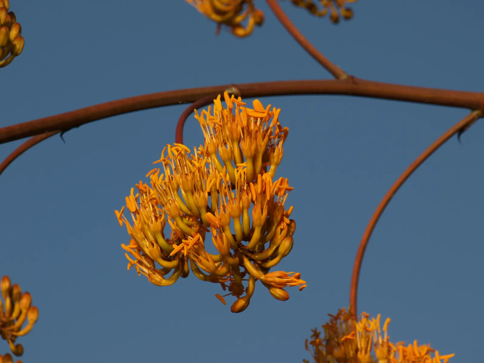 Gypsum Century Plant (Agave Gypsophila) — This succulent possesses a distinctiveness derived from its rosette of sprawling