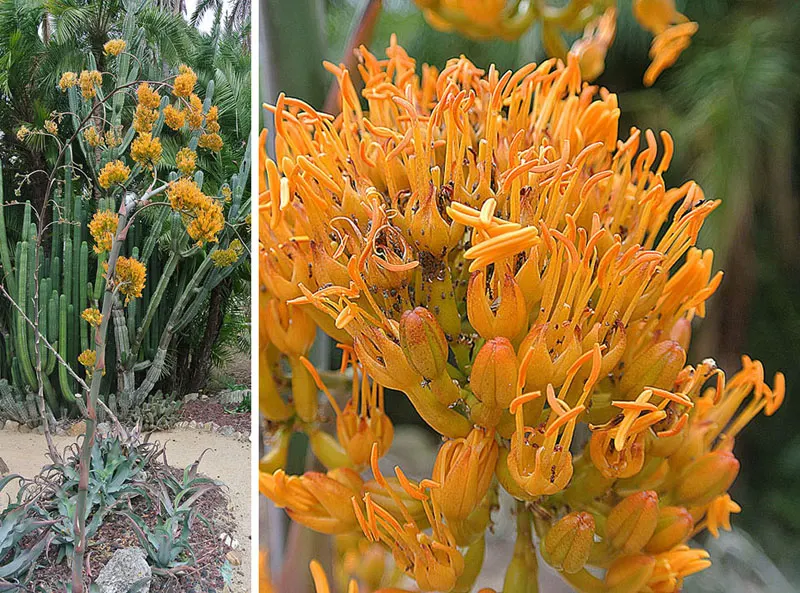 Gypsum Century Plant (Agave Gypsophila) — In summer, mature plants may produce a towering 8-10 foot flower spike, signaling the end of its lifecycle