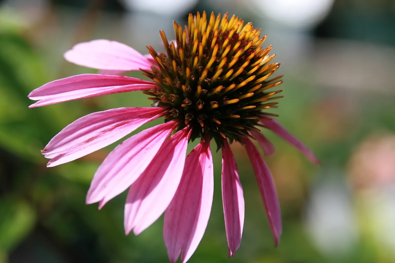 Bravado Coneflower (Echinacea 'Bravado') — radiant rosy-pink blooms with a prominent