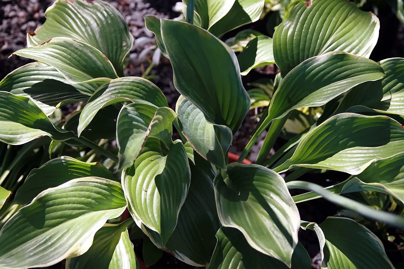 Regal Splendor Hosta (Hosta 'Regal Splendor') — is an eye-catching perennial known for its formidable presence and attractive foliage