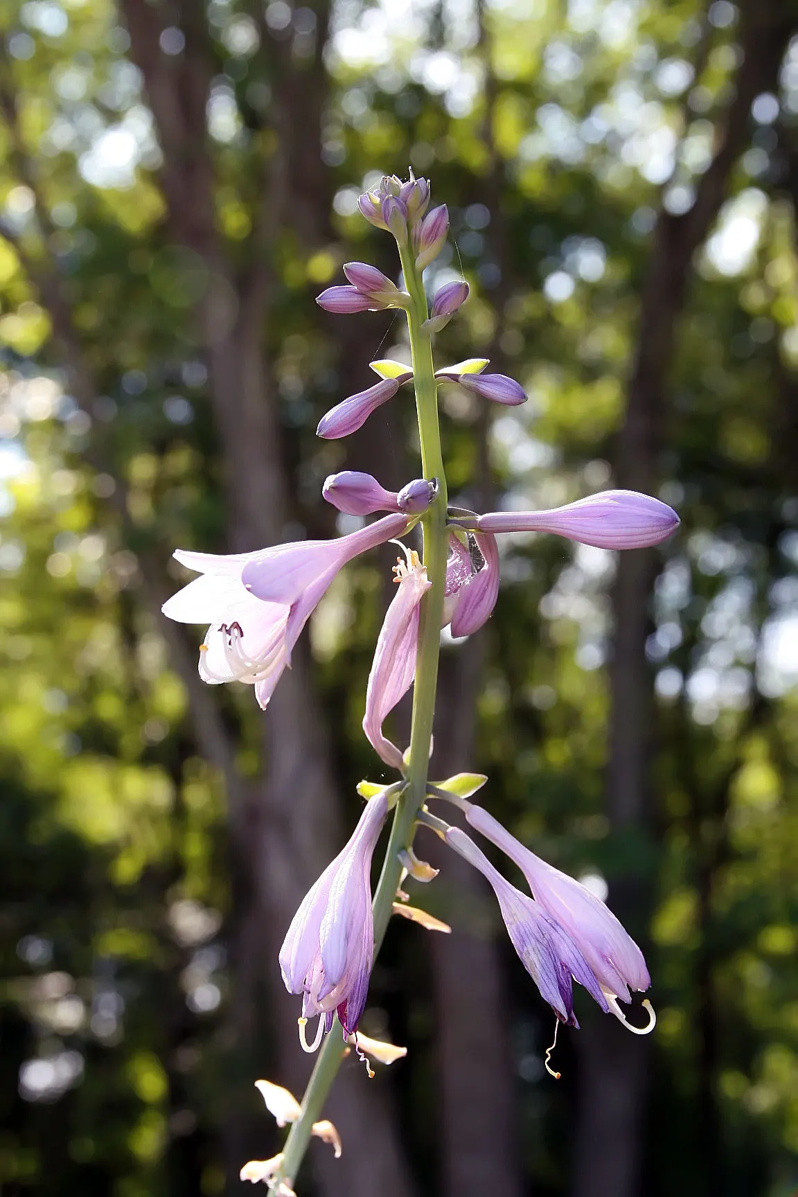 Regal Splendor Hosta (Hosta 'Regal Splendor') — Growing to an imposing size