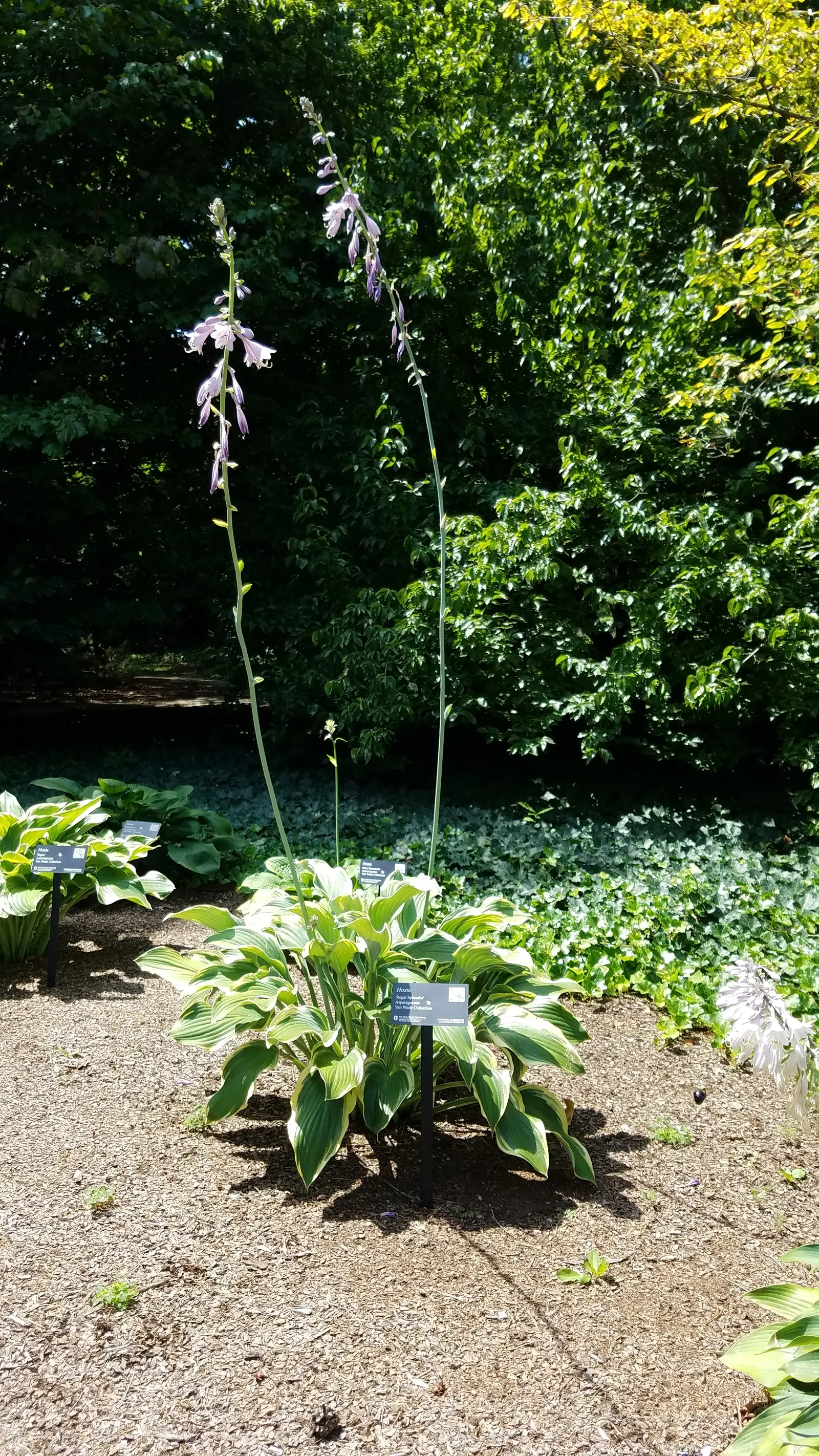 Regal Splendor Hosta (Hosta 'Regal Splendor') — a cultivar of the extensive Hosta family