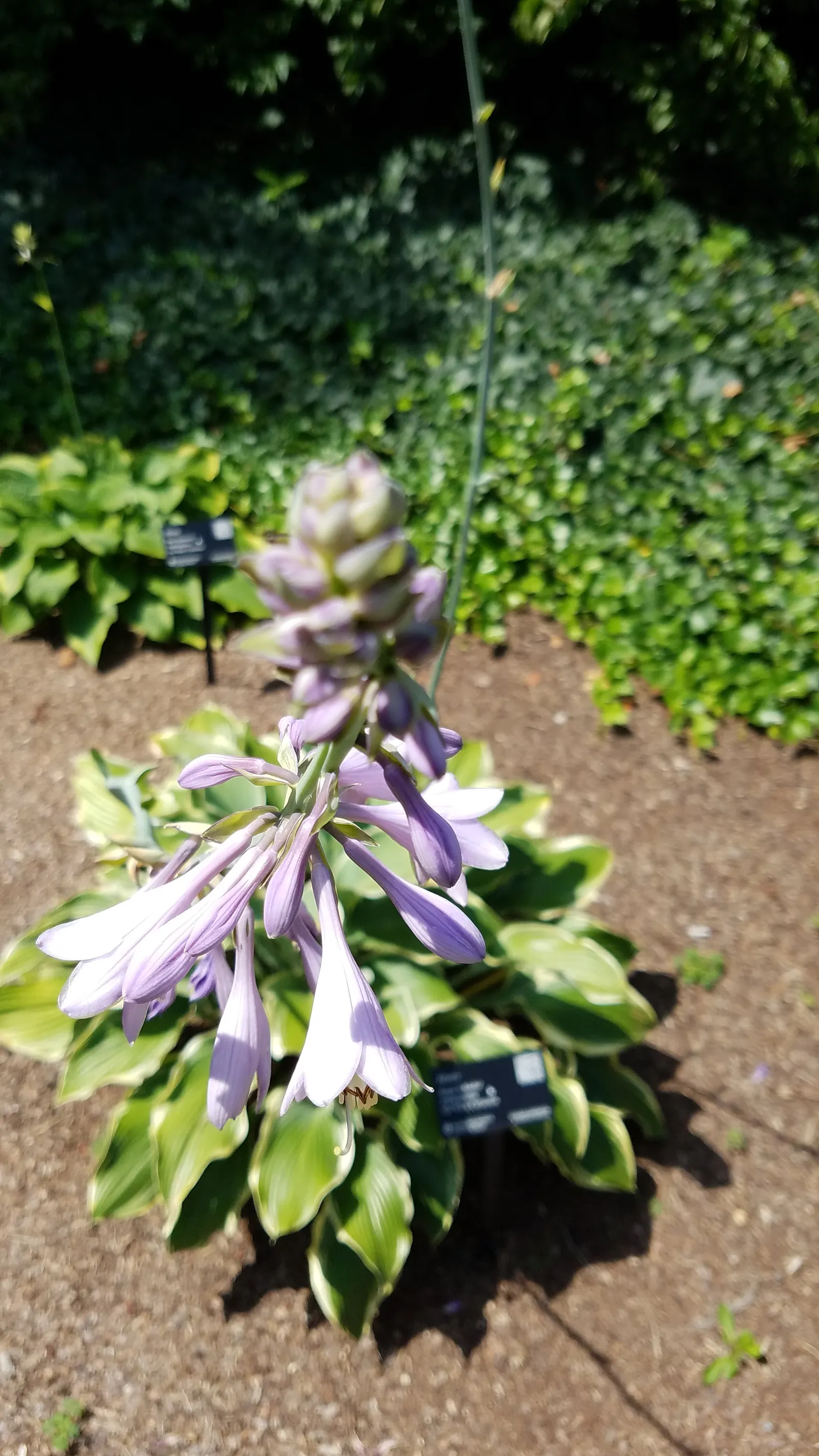 Regal Splendor Hosta (Hosta 'Regal Splendor') — Ideal for border accents and woodland gardens, this low-maintenance beaut provides textural contrast
