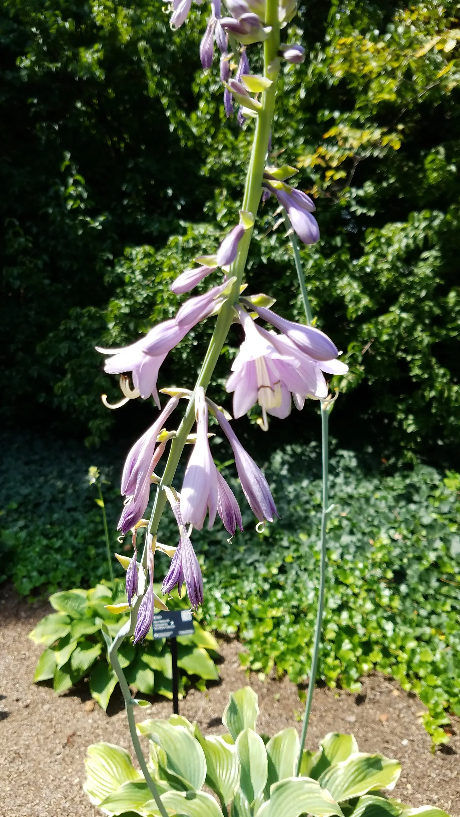 Regal Splendor Hosta (Hosta 'Regal Splendor') — Thriving in part-to-full shade, it stands 24-36 inches tall with a spread of 36-48 inches