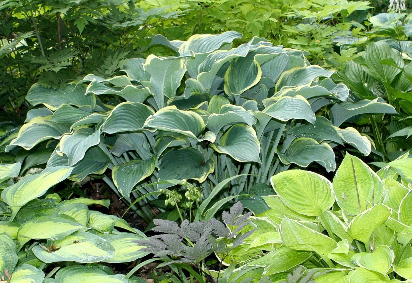 Regal Splendor Hosta (Hosta 'Regal Splendor') — Hosta 'Regal Splendor', a striking perennial, offers frosted blue-green leaves with wavy, creamy-yellow edges