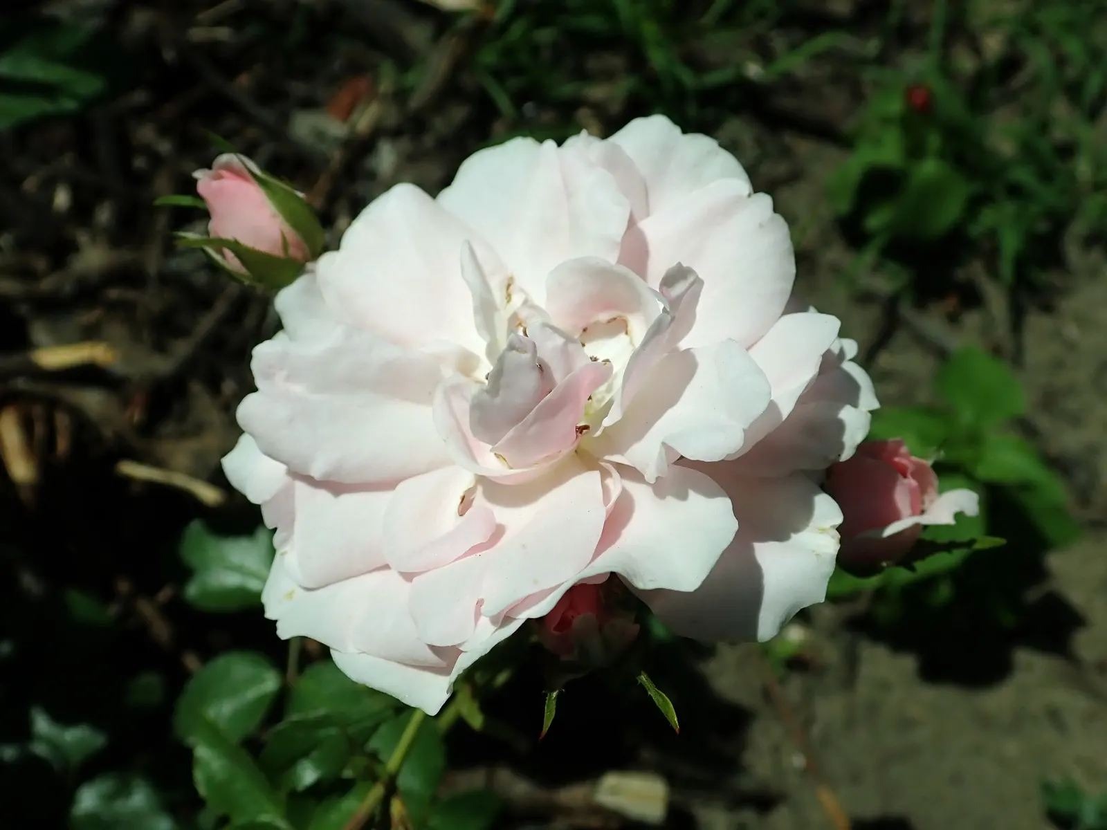 Rose Bonica (Rosa Bonica 'Meidomonac') — It thrives in full sun and well-drained soils
