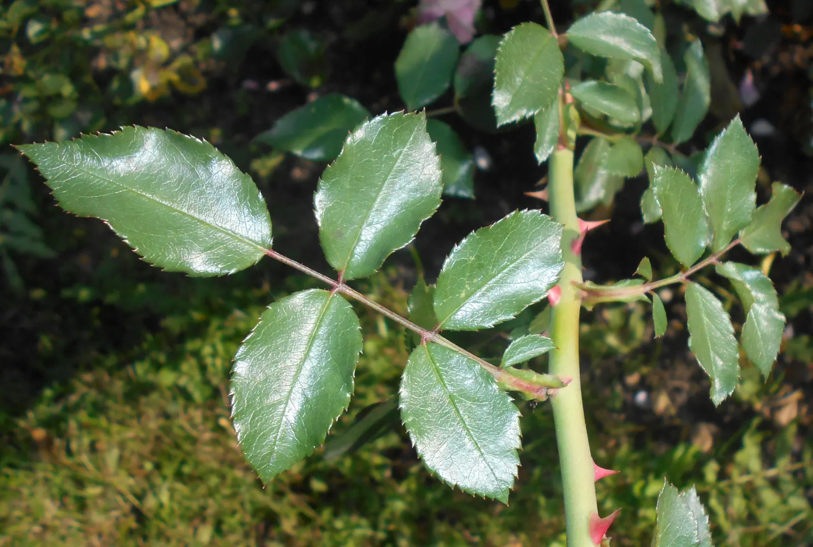 Rose Bonica (Rosa Bonica 'Meidomonac') — Ideal for borders, low hedges, or as a specimen plant, Bonica adds charm to any garden design; bonica roses are a