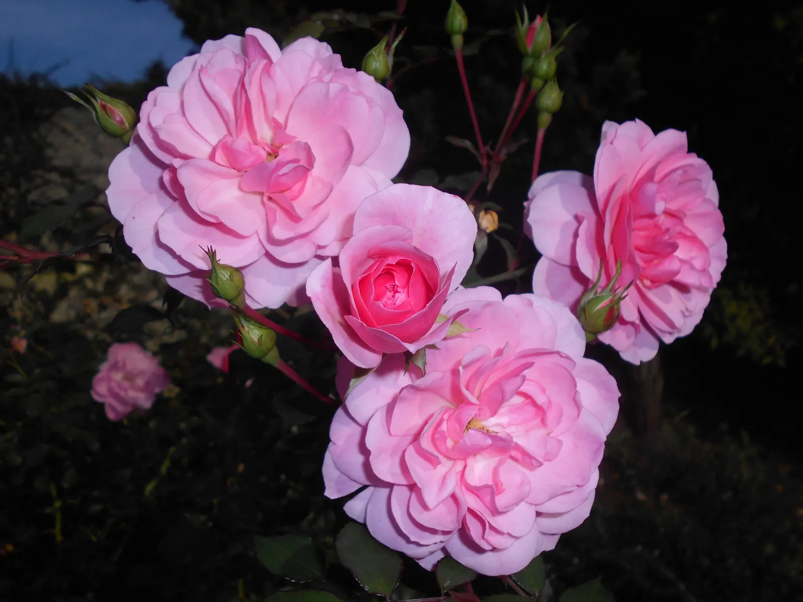 Rose Bonica (Rosa Bonica 'Meidomonac') — I must note the Bonica's adaptability to various conditions