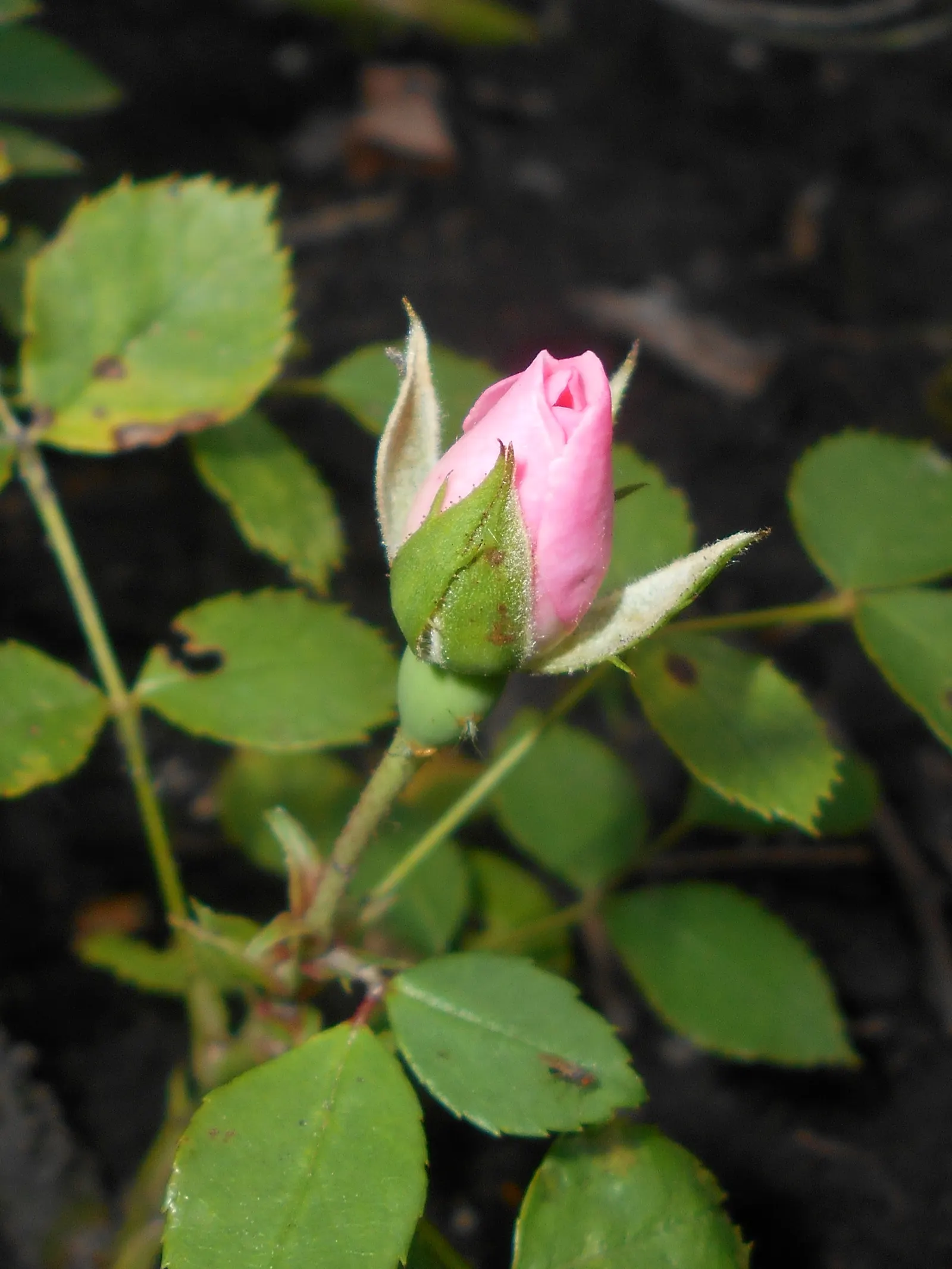 Rose Bonica (Rosa Bonica 'Meidomonac') — With a long blooming season, it produces abundant clusters of delicate, pink, double flowers; thriving in USDA plant