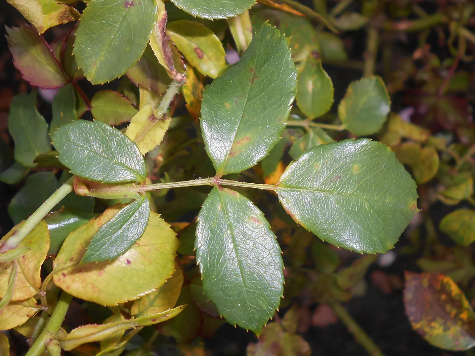 Rose Bonica (Rosa Bonica 'Meidomonac') — stands out with its hardy demeanor and versatile display; having been introduced in the 1980s by the venerated French