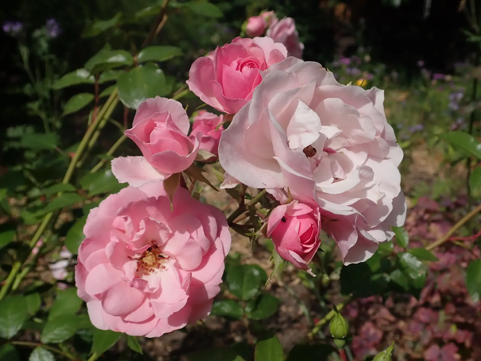 Rose Bonica (Rosa Bonica 'Meidomonac') — particularly to black spot and powdery mildew