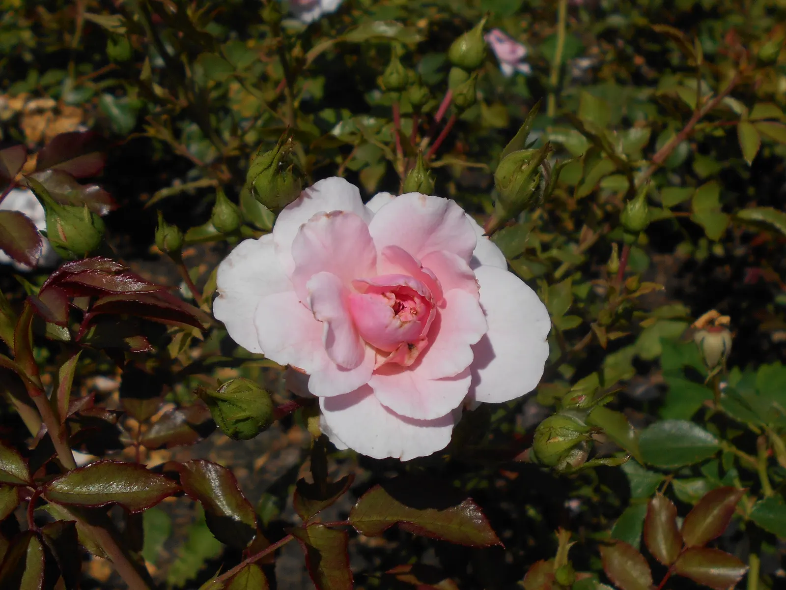 Rose Bonica (Rosa Bonica 'Meidomonac') — this cultivar produces abundant clusters of blooms; with a mature stature of about 3 to 4 feet in height and a similar