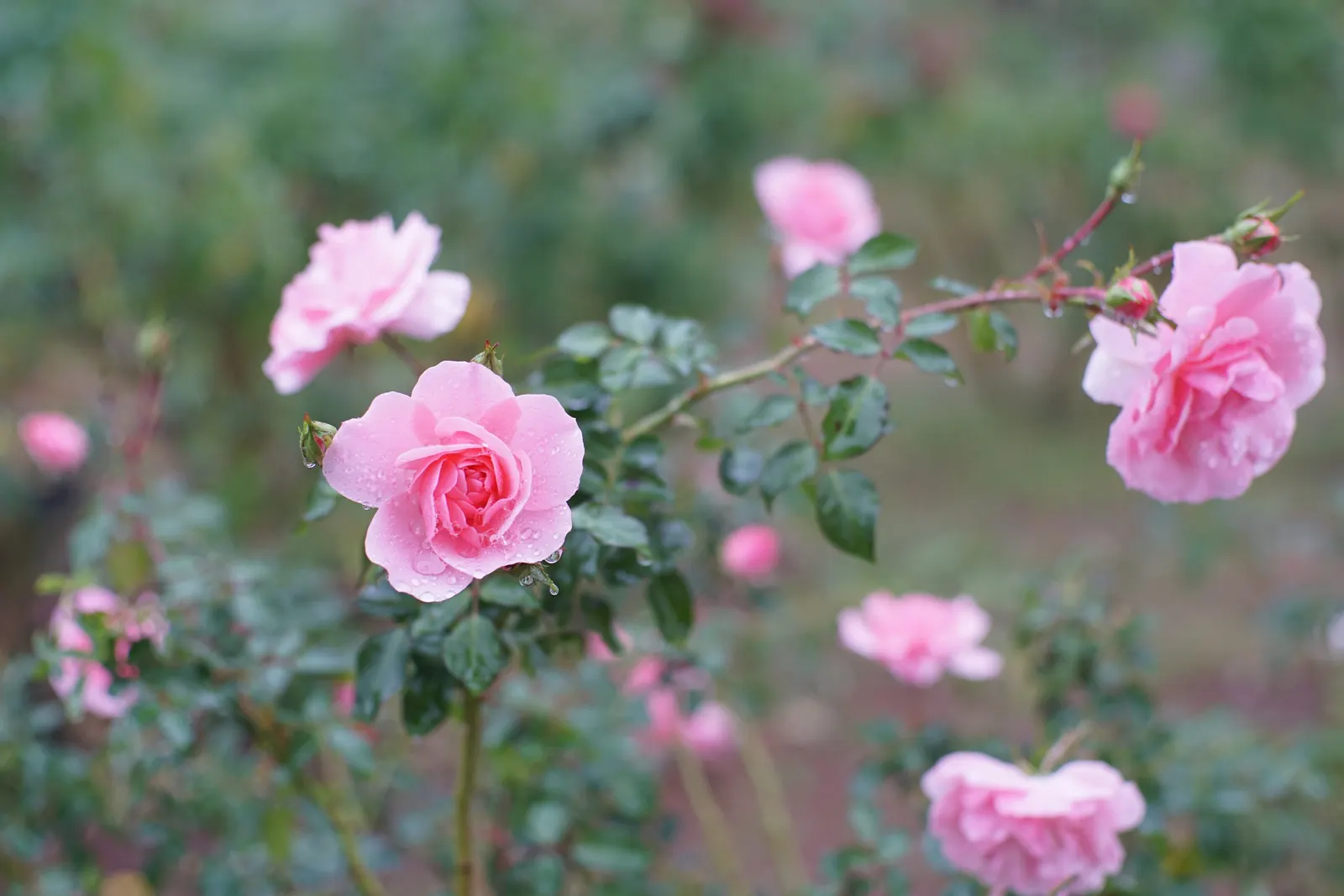 Rose Bonica (Rosa Bonica 'Meidomonac') — this cultivar produces abundant clusters of blooms
