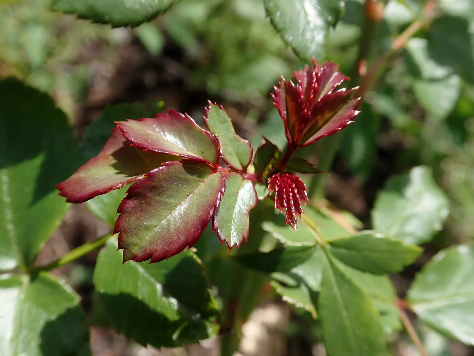 Rose Bonica (Rosa Bonica 'Meidomonac') — From late spring through to autumn's first frost