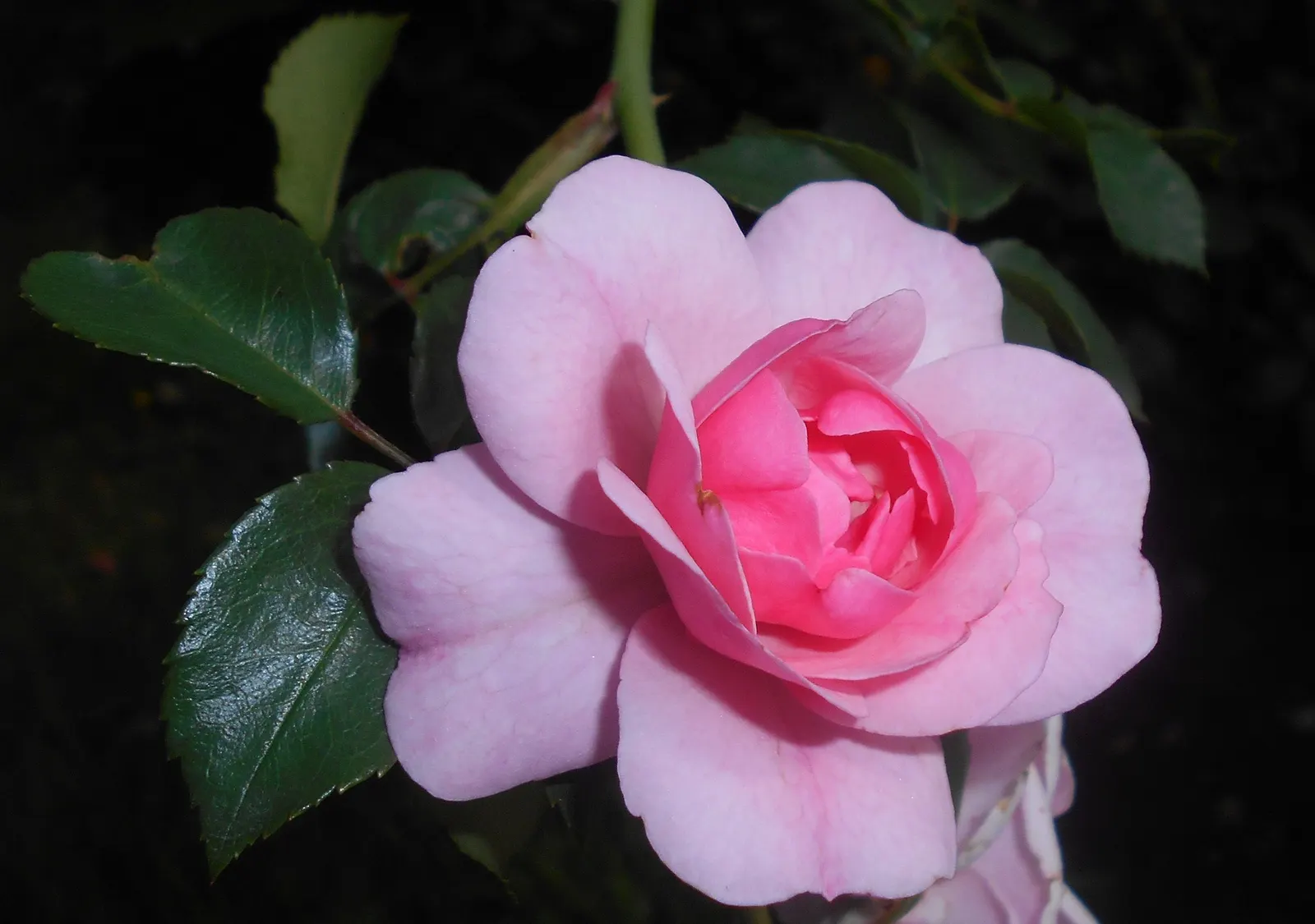 Rose Bonica (Rosa Bonica 'Meidomonac') — The flowers exhibit a delicate, shell pink hue and a mildly fragrant, classic rose aroma; lessening the need for