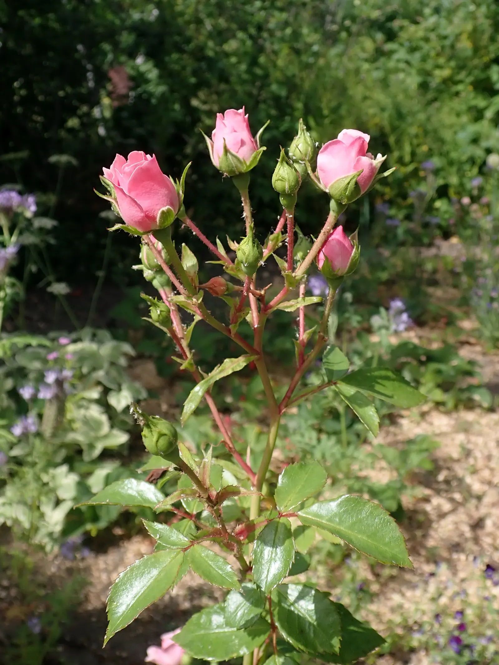 Rose Bonica (Rosa Bonica 'Meidomonac') — offering both aesthetic appeal and a food source for local wildlife.<br><br>On a final note for clients