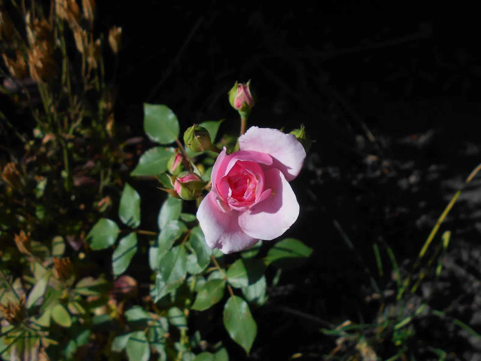 Rose Bonica (Rosa Bonica 'Meidomonac') — lessening the need for chemical treatments; offering both aesthetic appeal and a food source for local