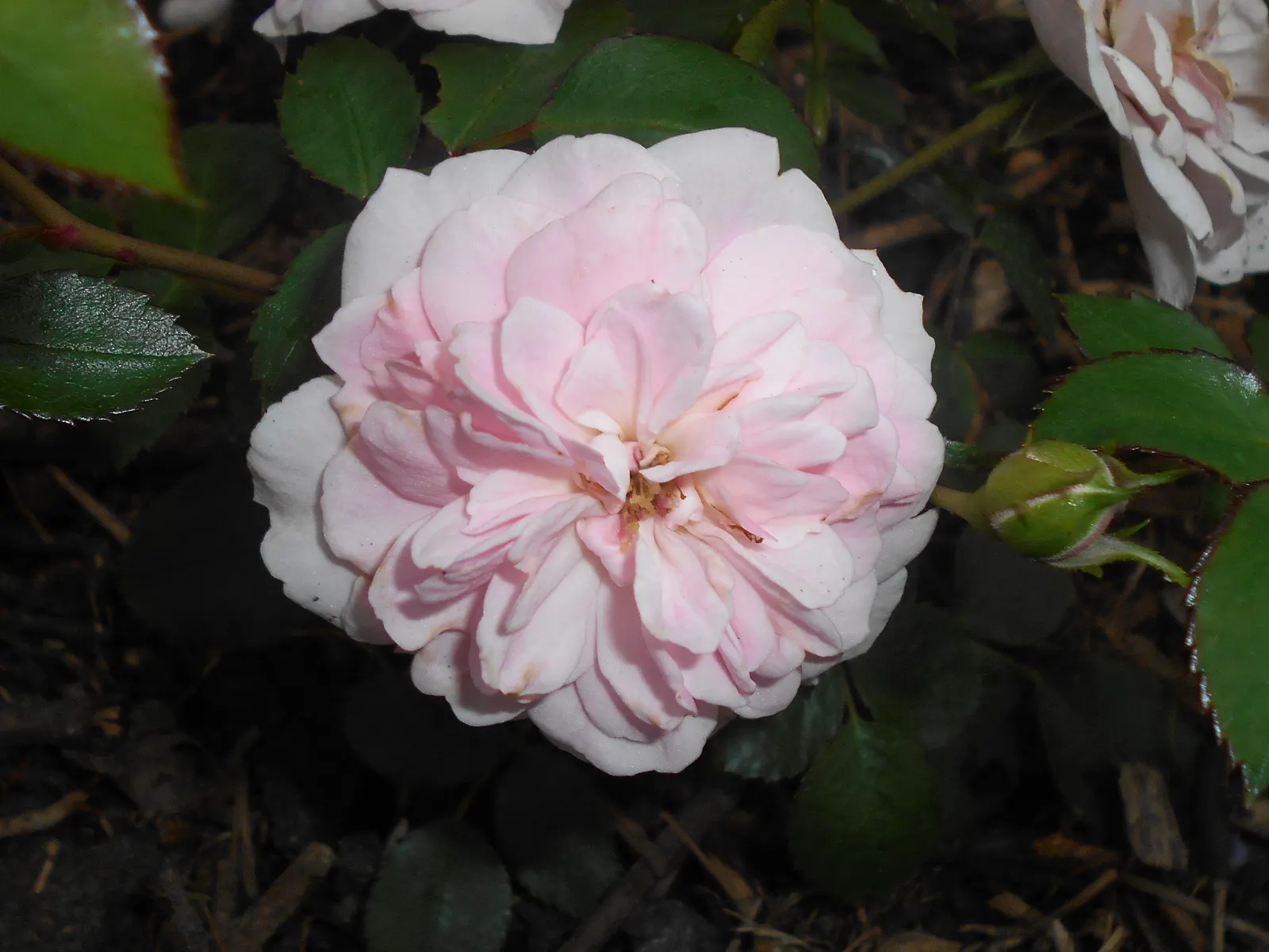 Rose Bonica (Rosa Bonica 'Meidomonac') — rich green.<br><br>A point of particular interest is the Bonica's floriferous nature; pink flowers in the garden