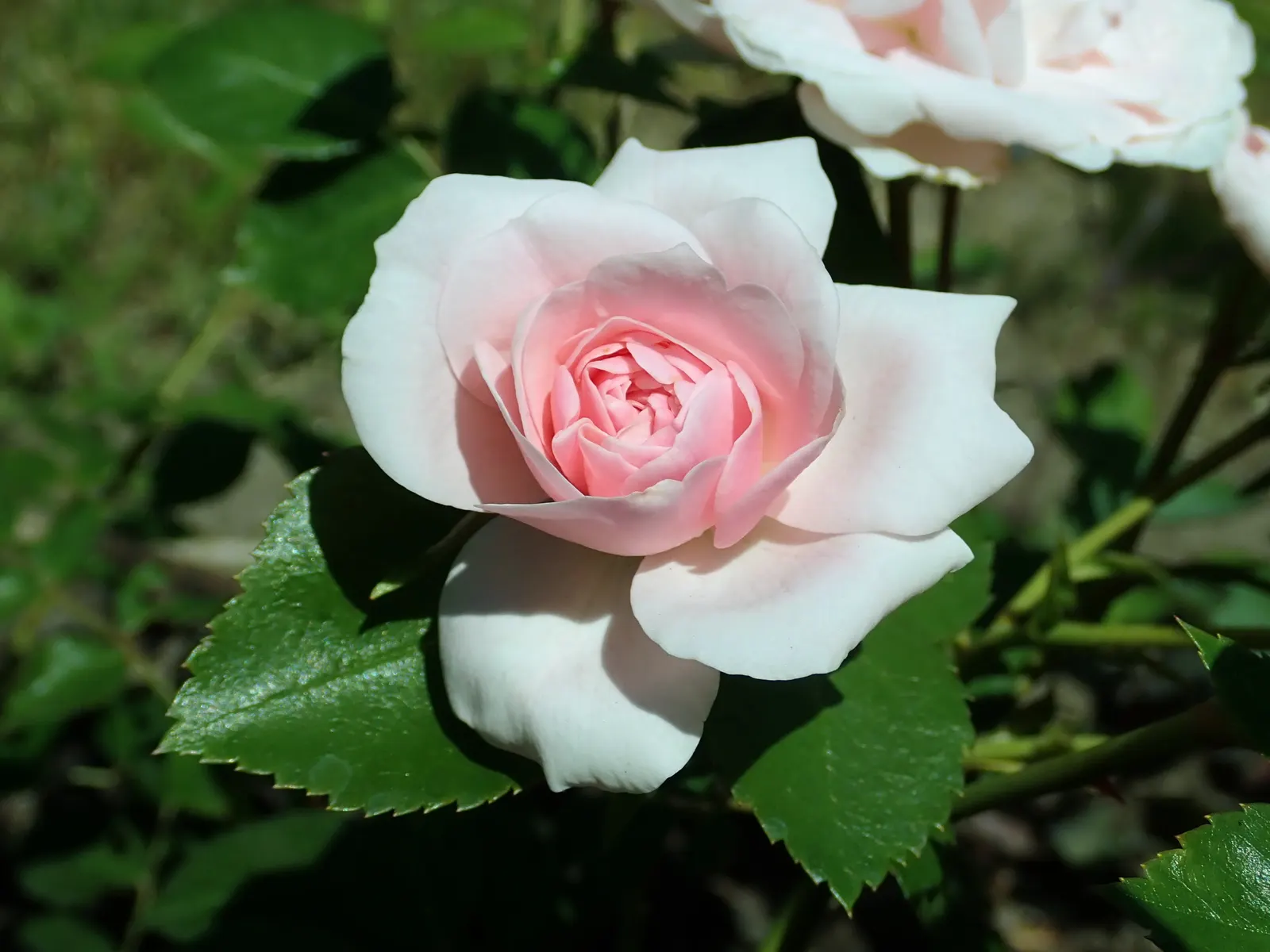 Rose Bonica (Rosa Bonica 'Meidomonac') — offering both aesthetic appeal and a food source for local wildlife.<br><br>On a final note for clients; makes the