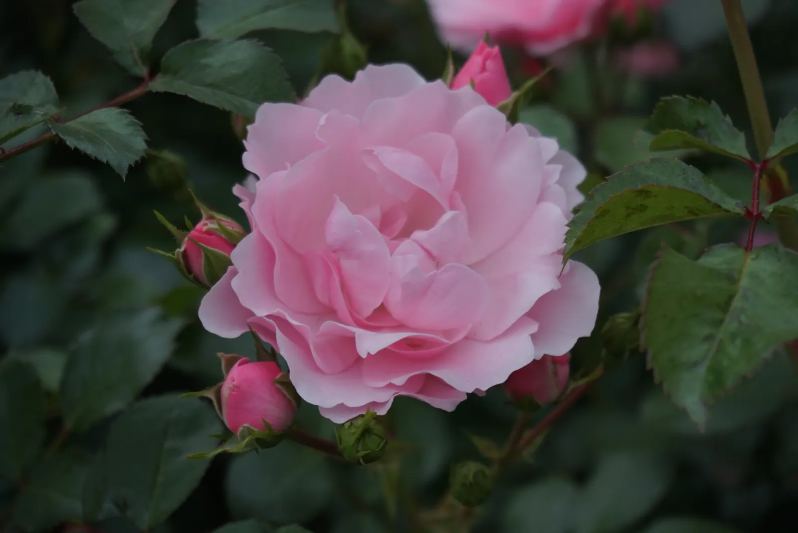 Rose Bonica (Rosa Bonica 'Meidomonac') — this plant presents as a dense
