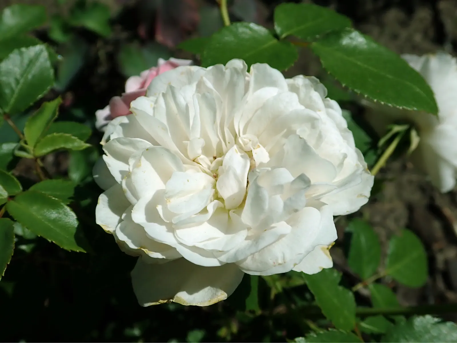 Rose Bonica (Rosa Bonica 'Meidomonac') — be it a formal or cottage setting.<br><br>Notably; i must note the Bonica's adaptability to various conditions