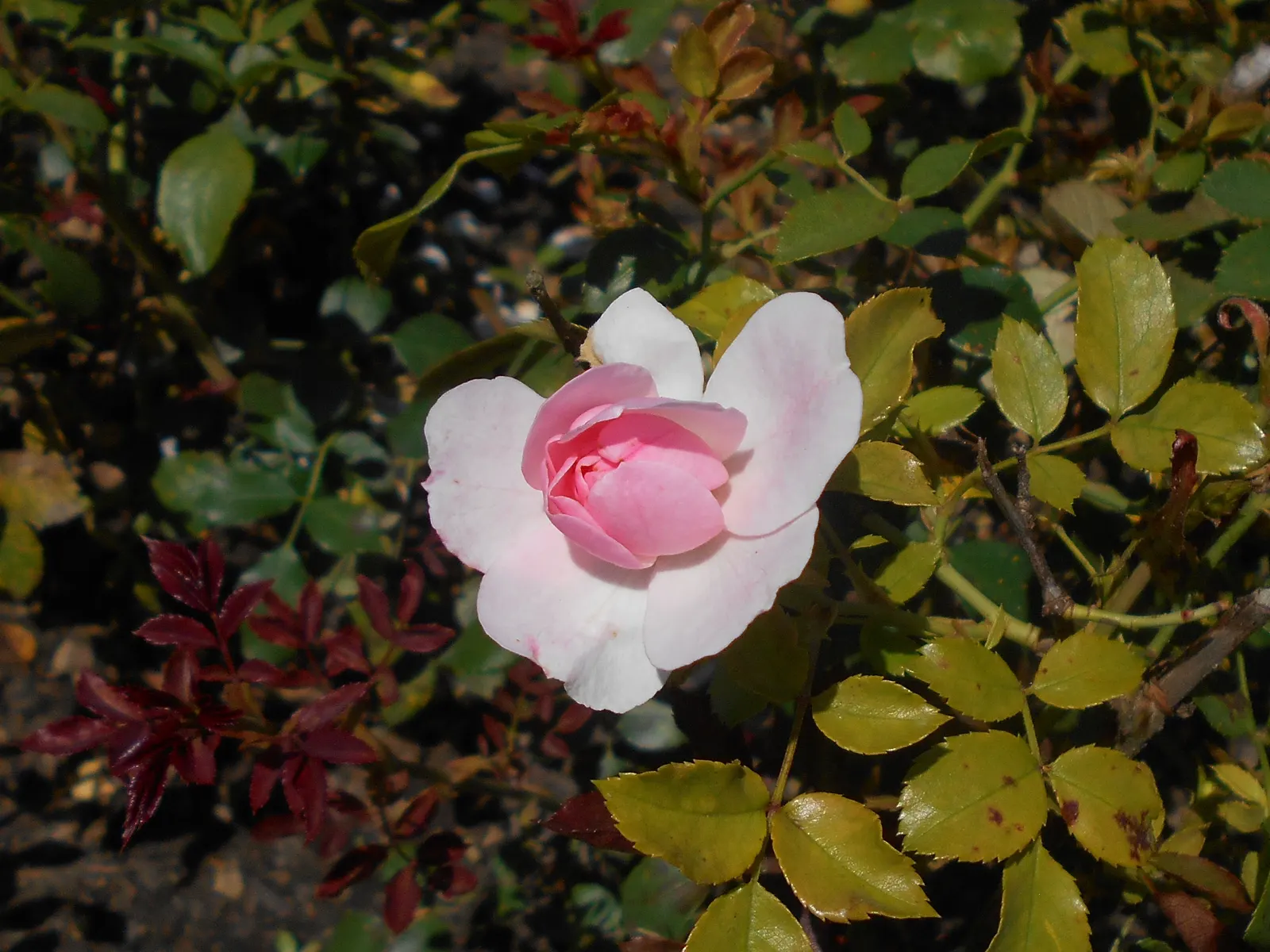 Rose Bonica (Rosa Bonica 'Meidomonac') — This floribunda class rose cultivar has garnered widespread acclaim; rich green.<br><br>A point of particular interest