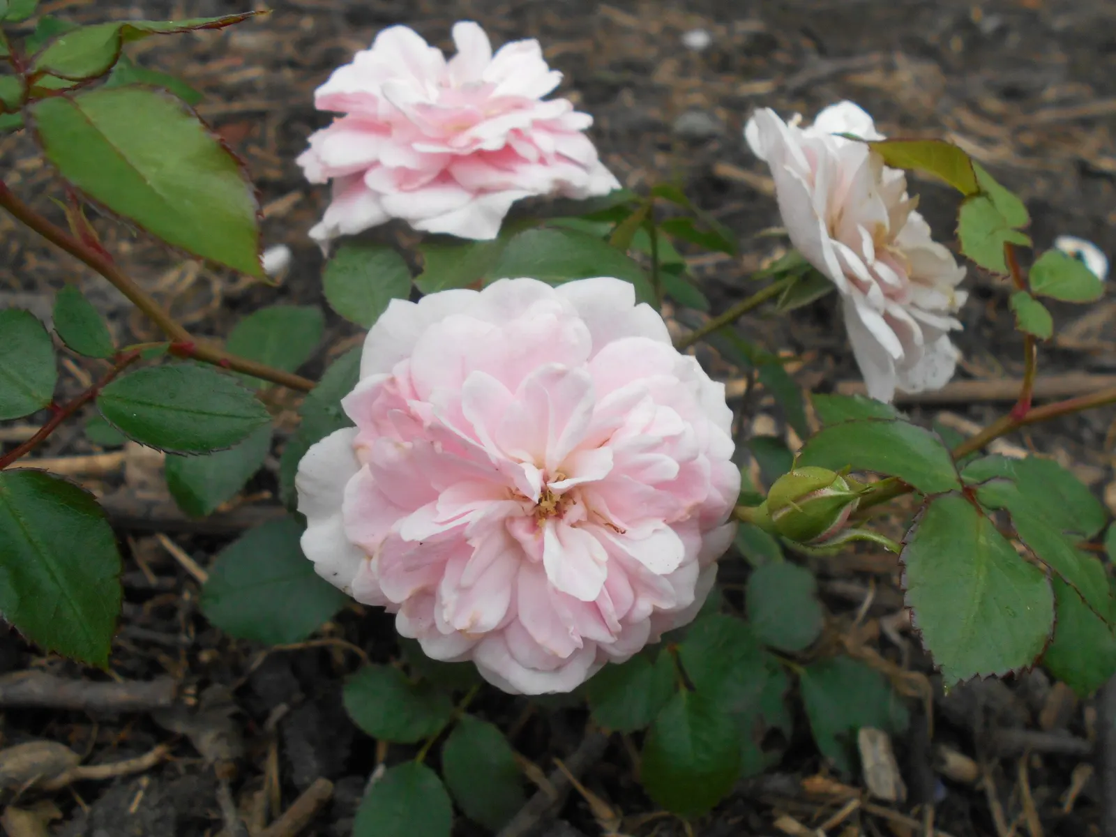 Rose Bonica (Rosa Bonica 'Meidomonac') — be it a formal or cottage setting.<br><br>Notably