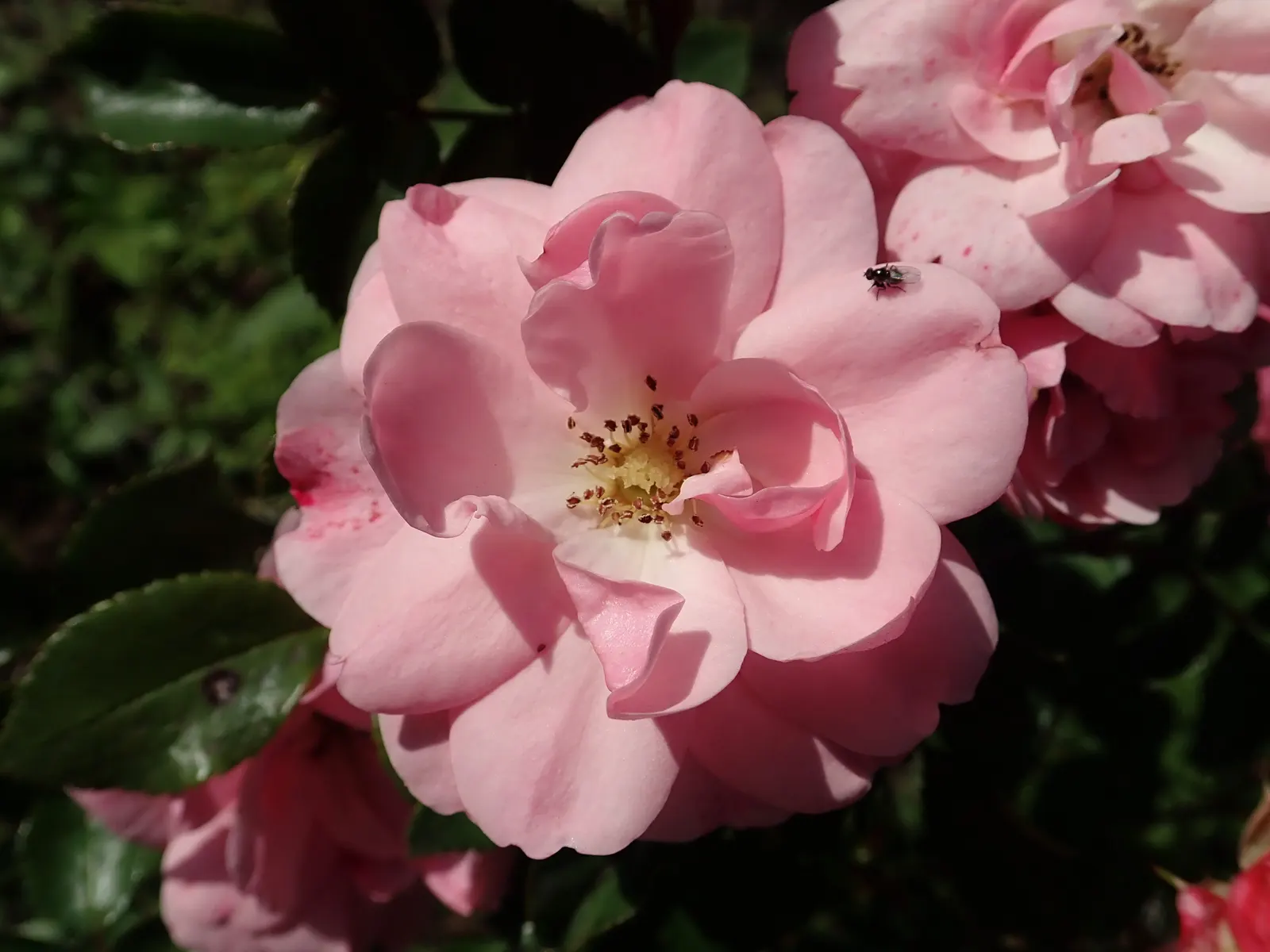 Rose Bonica (Rosa Bonica 'Meidomonac') — lessening the need for chemical treatments