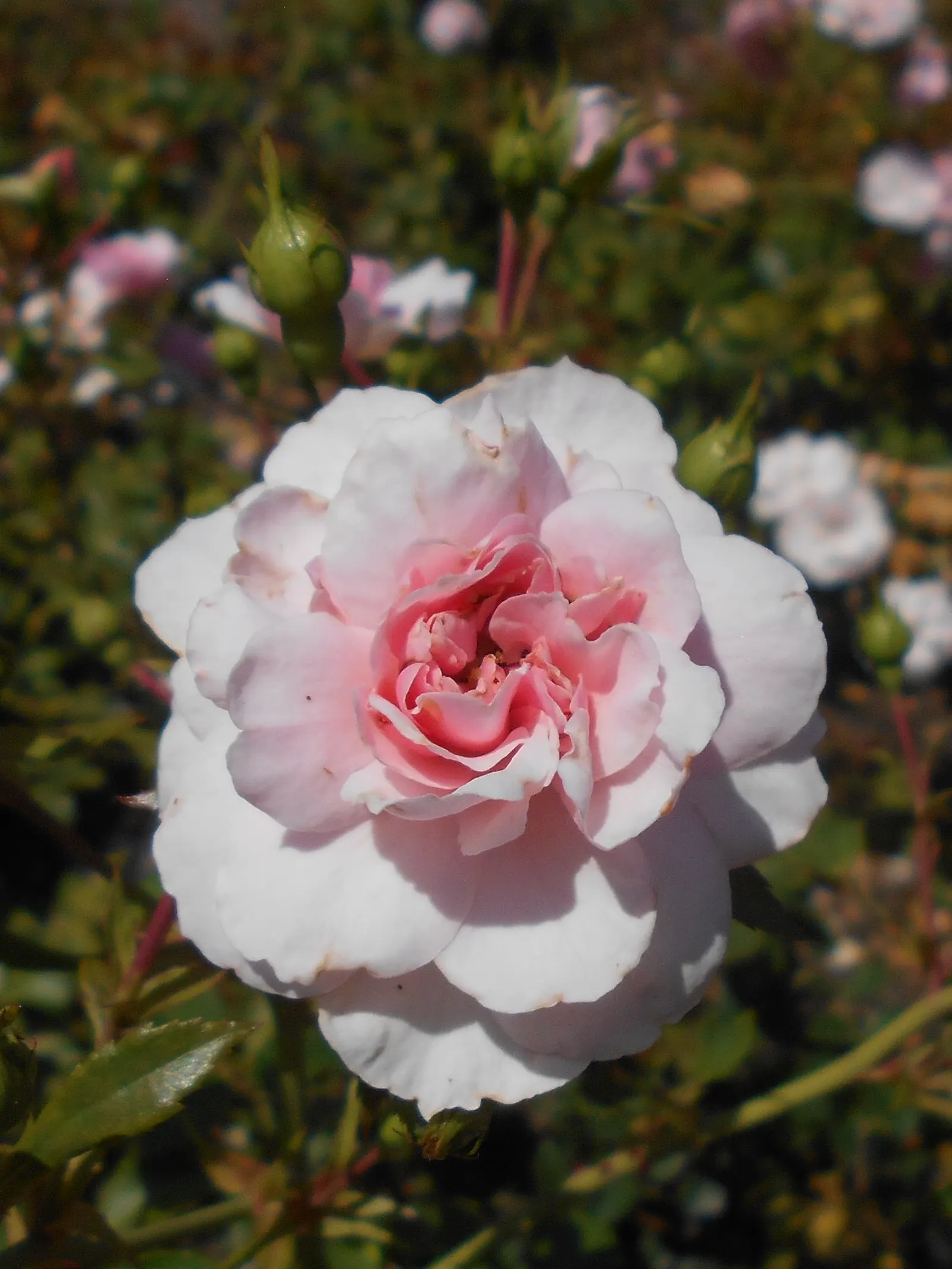 Rose Bonica (Rosa Bonica 'Meidomonac') — With a mature stature of about 3 to 4 feet in height and a similar breadth; stands out with its hardy demeanor and