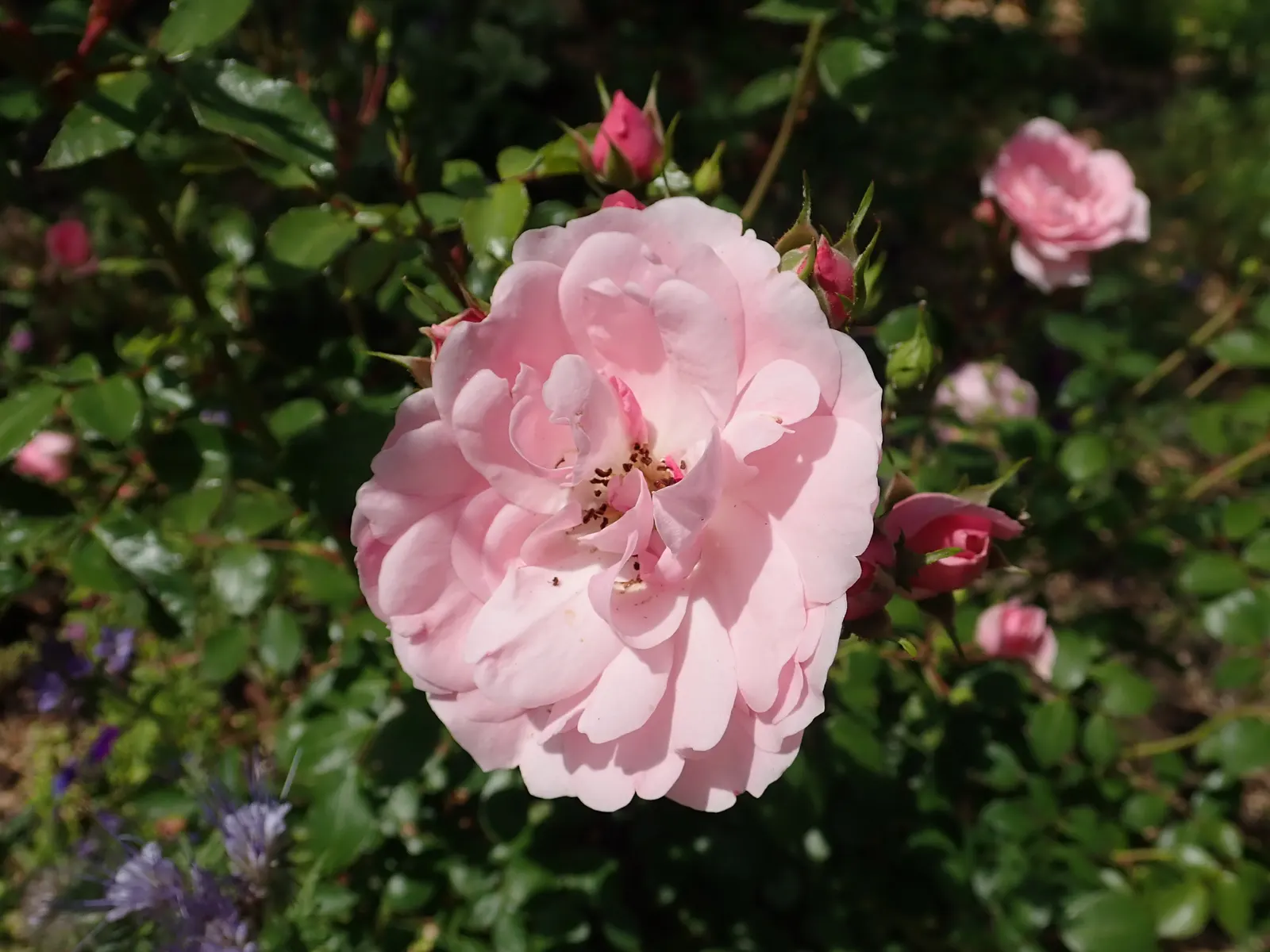 Rose Bonica (Rosa Bonica 'Meidomonac') — shrub for full