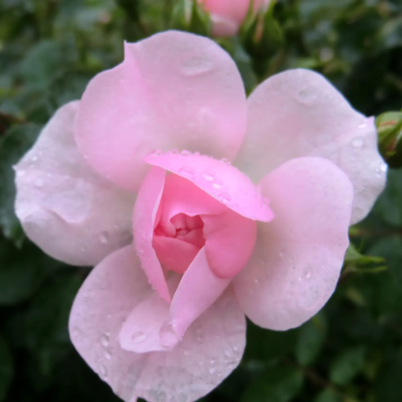 Rose Bonica (Rosa Bonica 'Meidomonac') — coupled with its continuous flowering ability