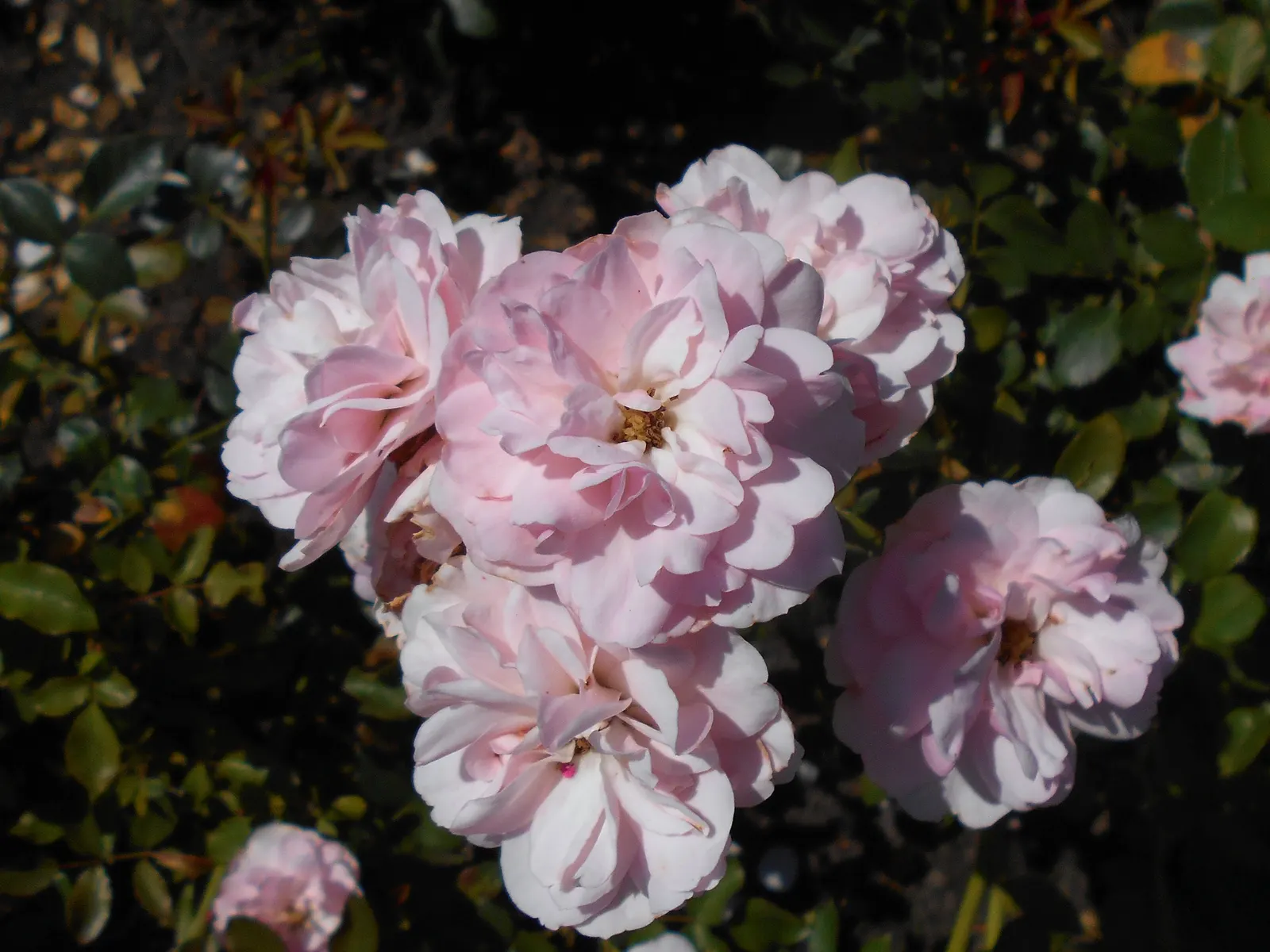Rose Bonica (Rosa Bonica 'Meidomonac') — rich green.<br><br>A point of particular interest is the Bonica's floriferous nature