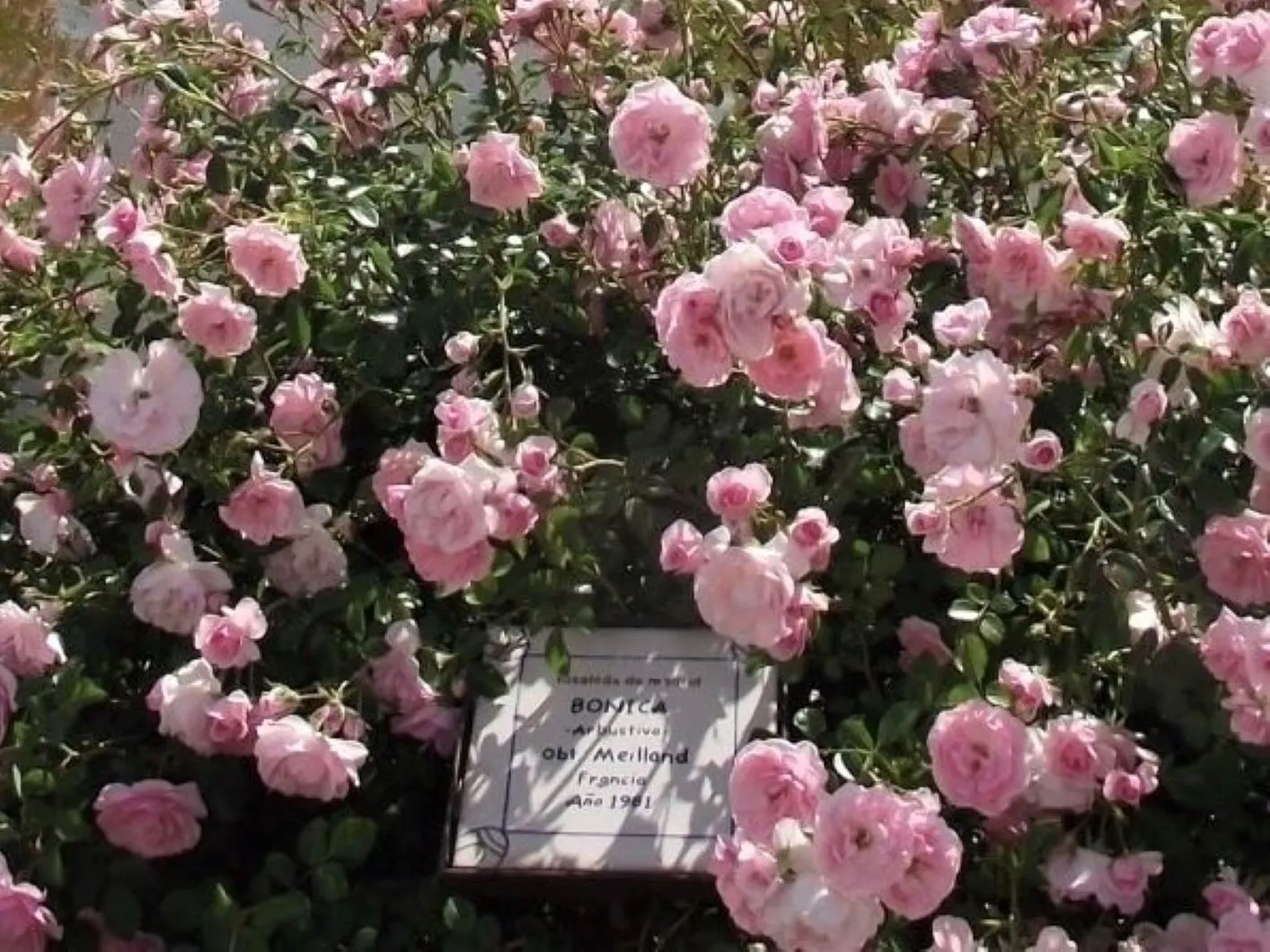 Rose Bonica (Rosa Bonica 'Meidomonac') — Bonica roses are a certified Earth-Kind rose; shrub with pink blooms
