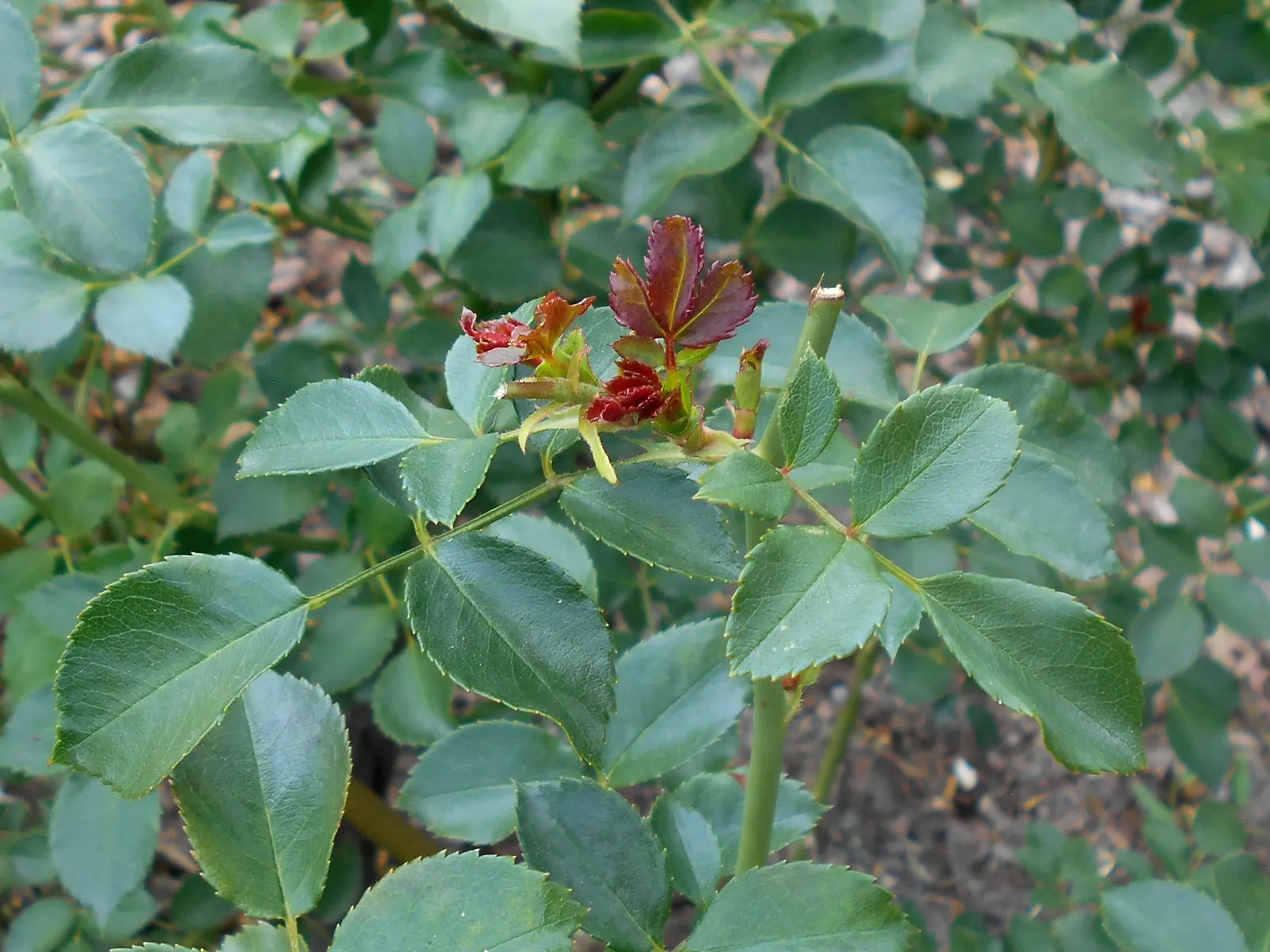 Rose Bonica (Rosa Bonica 'Meidomonac') — Bonica roses are a certified Earth-Kind rose