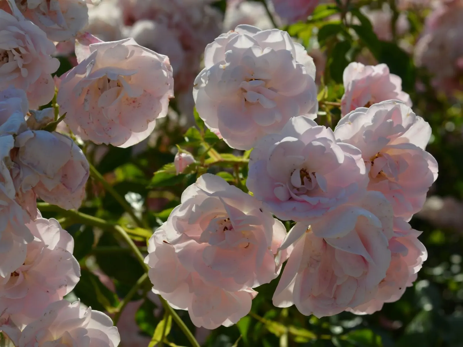 Rose Bonica (Rosa Bonica 'Meidomonac') — This floribunda class rose cultivar has garnered widespread acclaim
