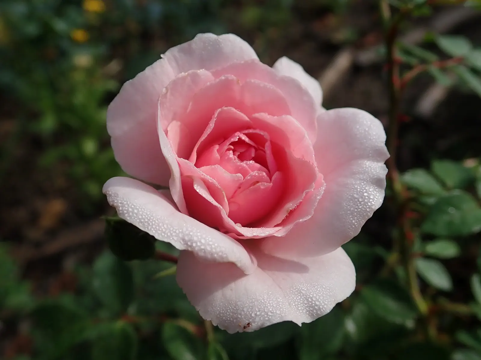 Rose Bonica (Rosa Bonica 'Meidomonac') — each measuring about 2 to 3 inches in diameter