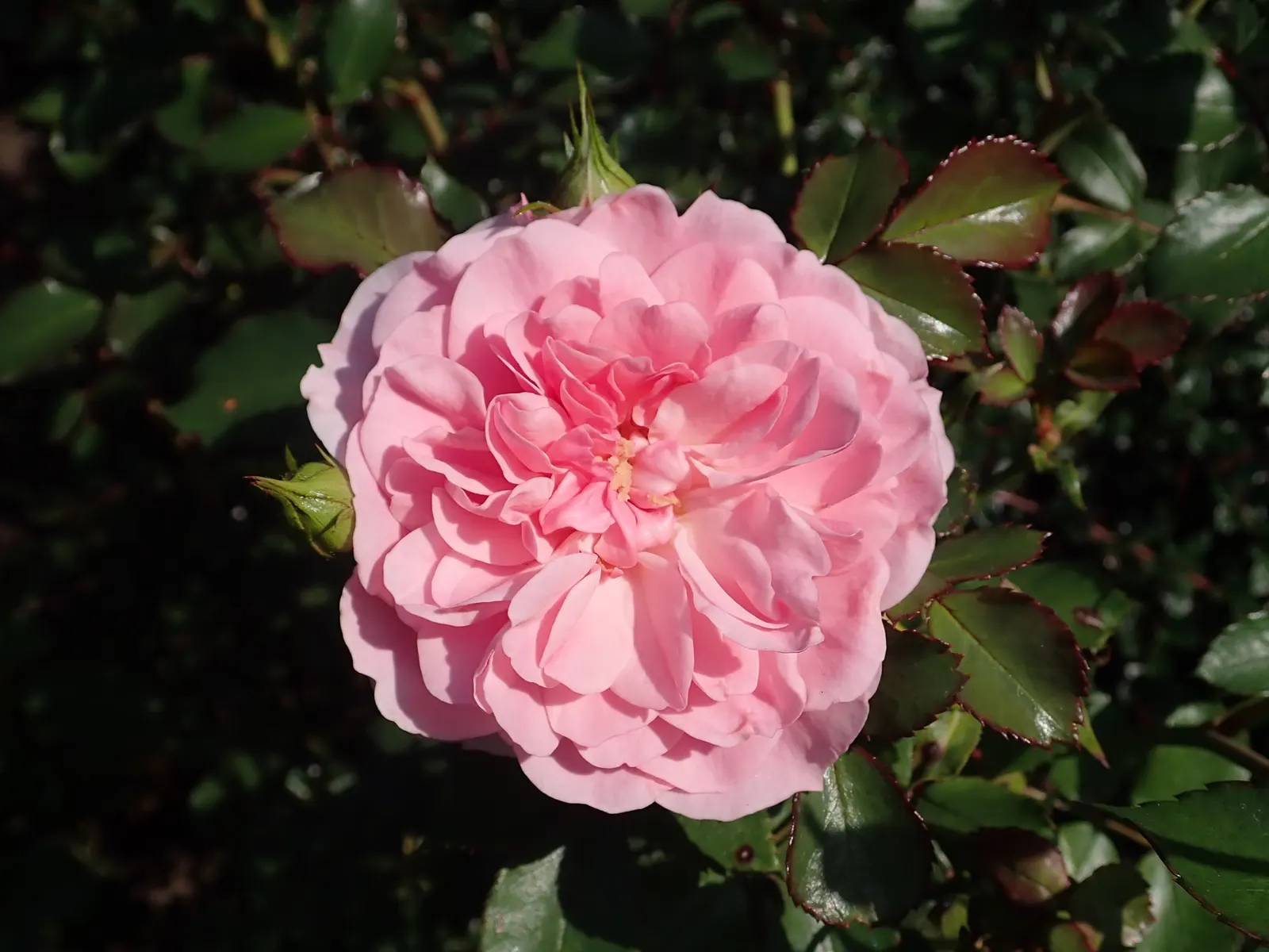 Rose Bonica (Rosa Bonica 'Meidomonac') — makes the Bonica an ideal choice for borders