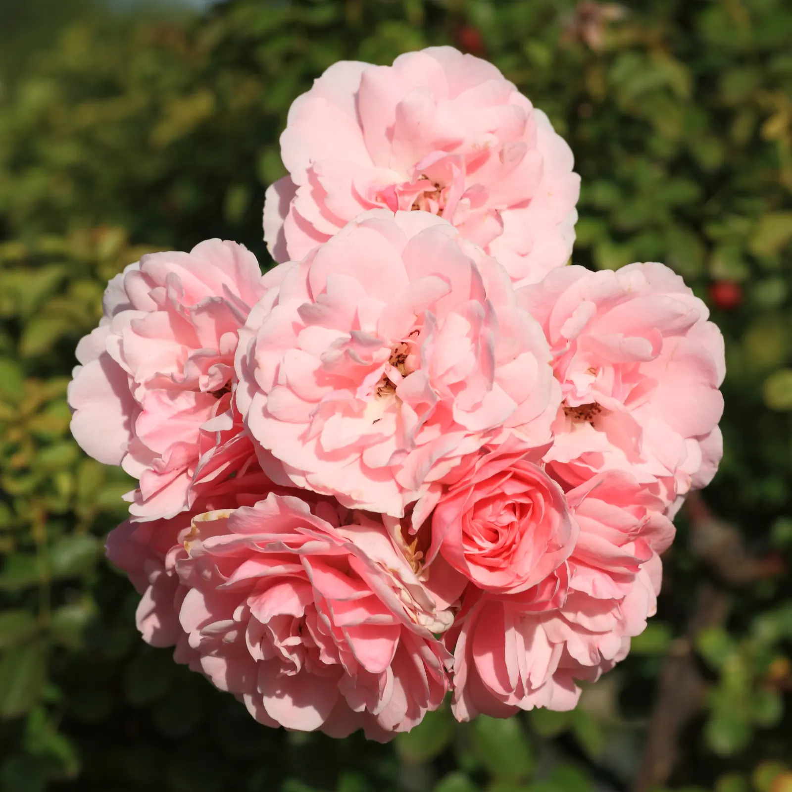Rose Bonica (Rosa Bonica 'Meidomonac') — thus promoting sustainable landscape practices