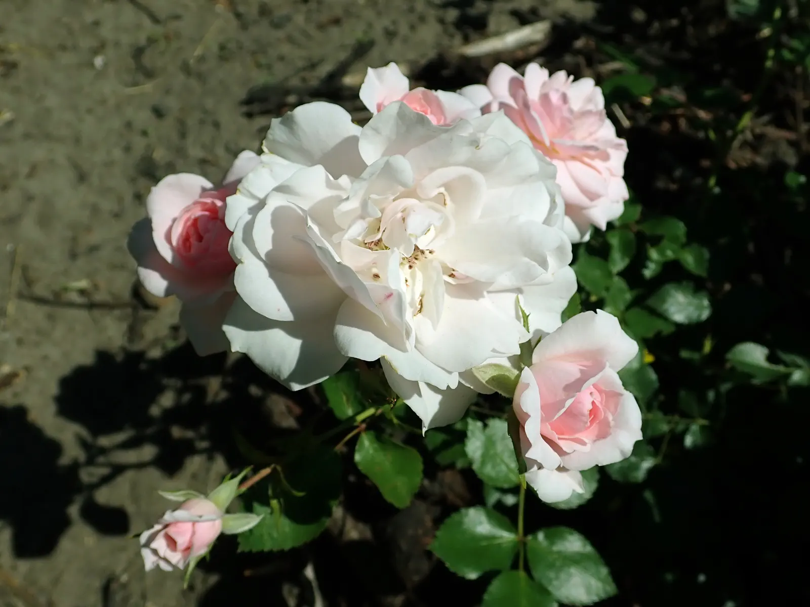 Rose Bonica (Rosa Bonica 'Meidomonac') — shrub for full; thus promoting sustainable landscape practices