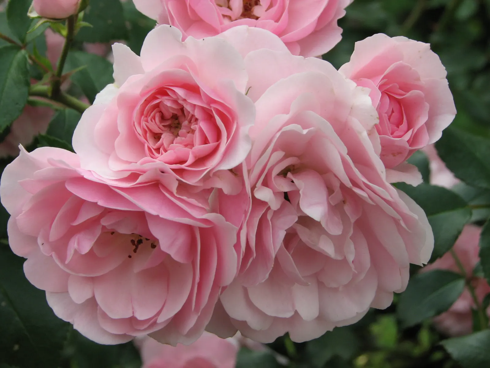 Rose Bonica (Rosa Bonica 'Meidomonac') — pink flowers in the garden