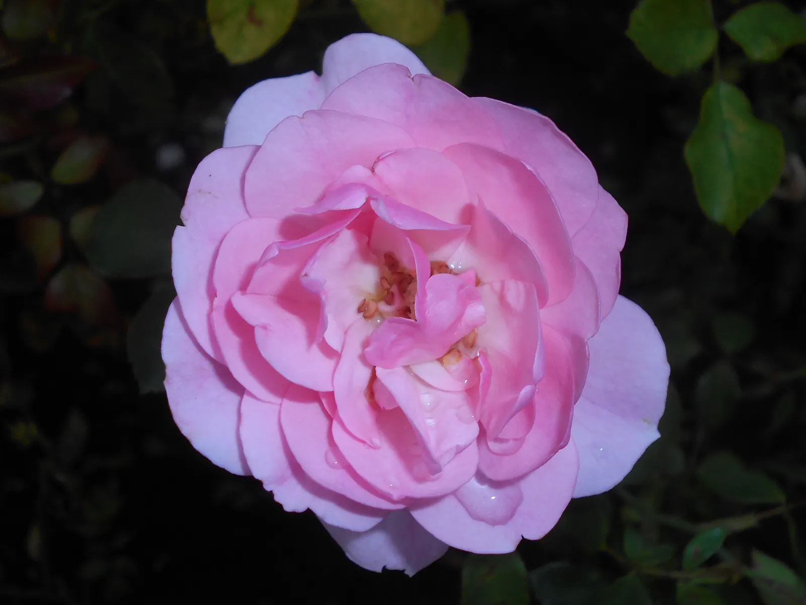 Rose Bonica (Rosa Bonica 'Meidomonac') — Foliage is dark green, providing a vivid backdrop for continuous blooms from late spring to frost