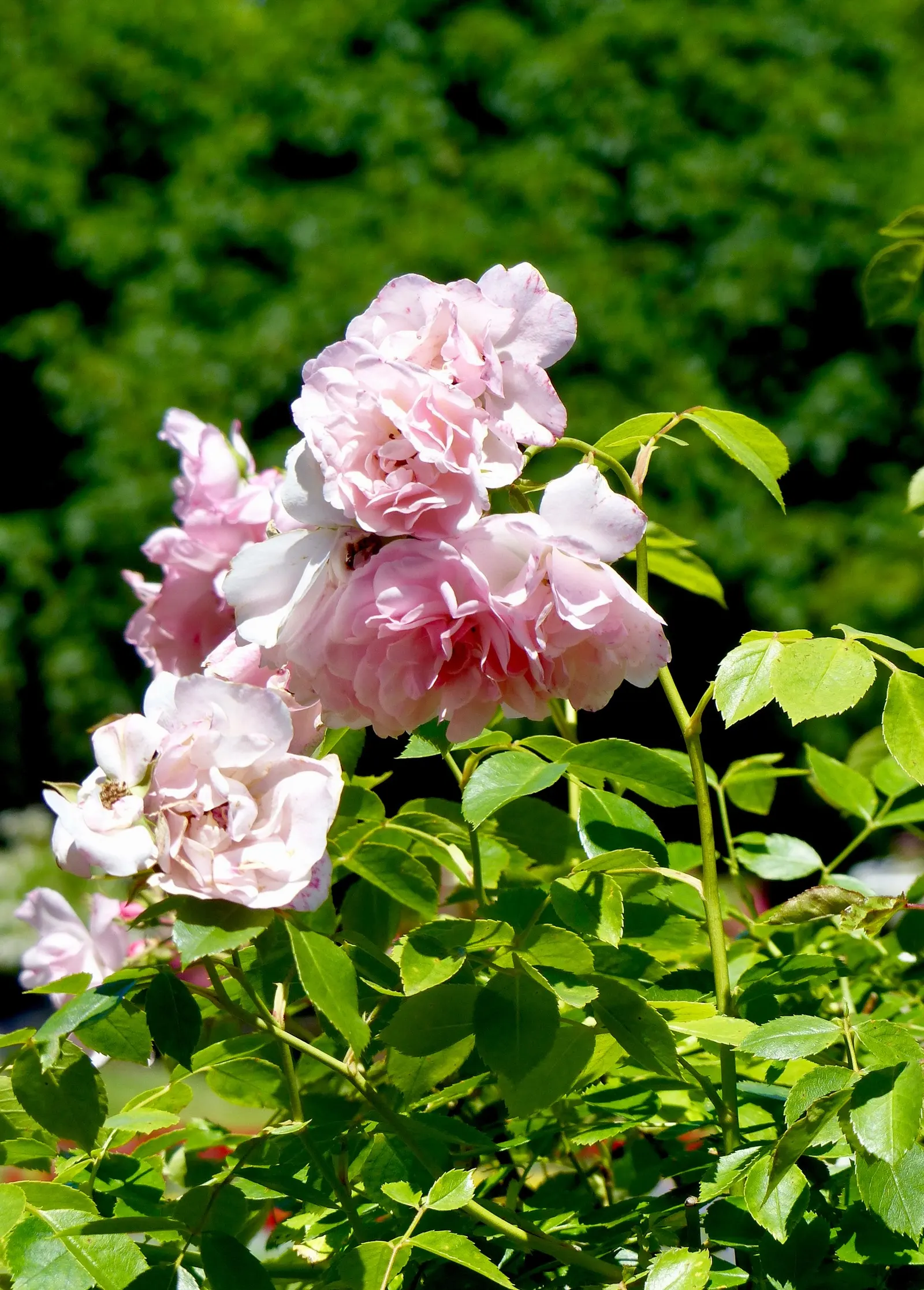 Rose Bonica (Rosa Bonica 'Meidomonac') — recognized for their environmental friendliness and minimal need for fertilizer or irrigation once established; also