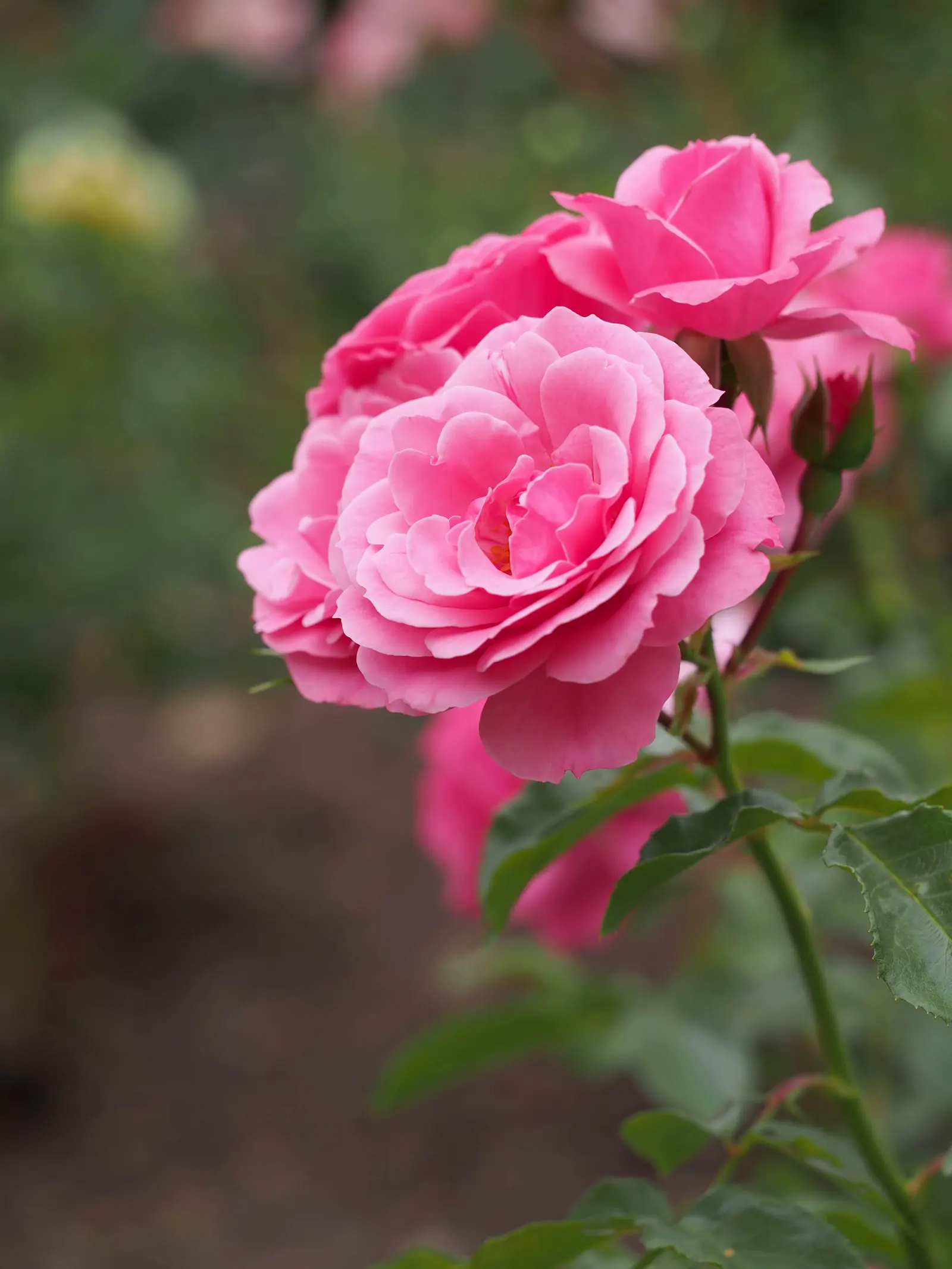 Rose Bonica (Rosa Bonica 'Meidomonac') — The flowers exhibit a delicate, shell pink hue and a mildly fragrant, classic rose aroma