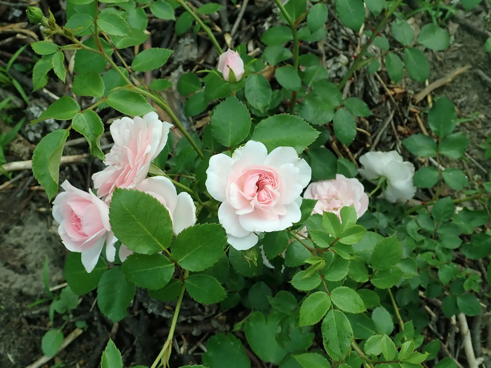 Rose Bonica (Rosa Bonica 'Meidomonac') — Ideal for borders, low hedges, or as a specimen plant, Bonica adds charm to any garden design