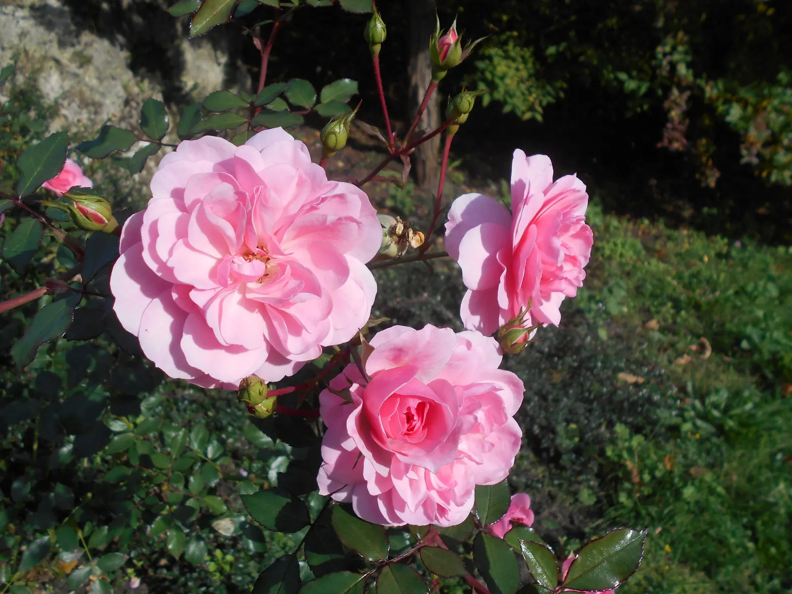 Rose Bonica (Rosa Bonica 'Meidomonac') — With a long blooming season, it produces abundant clusters of delicate, pink, double flowers