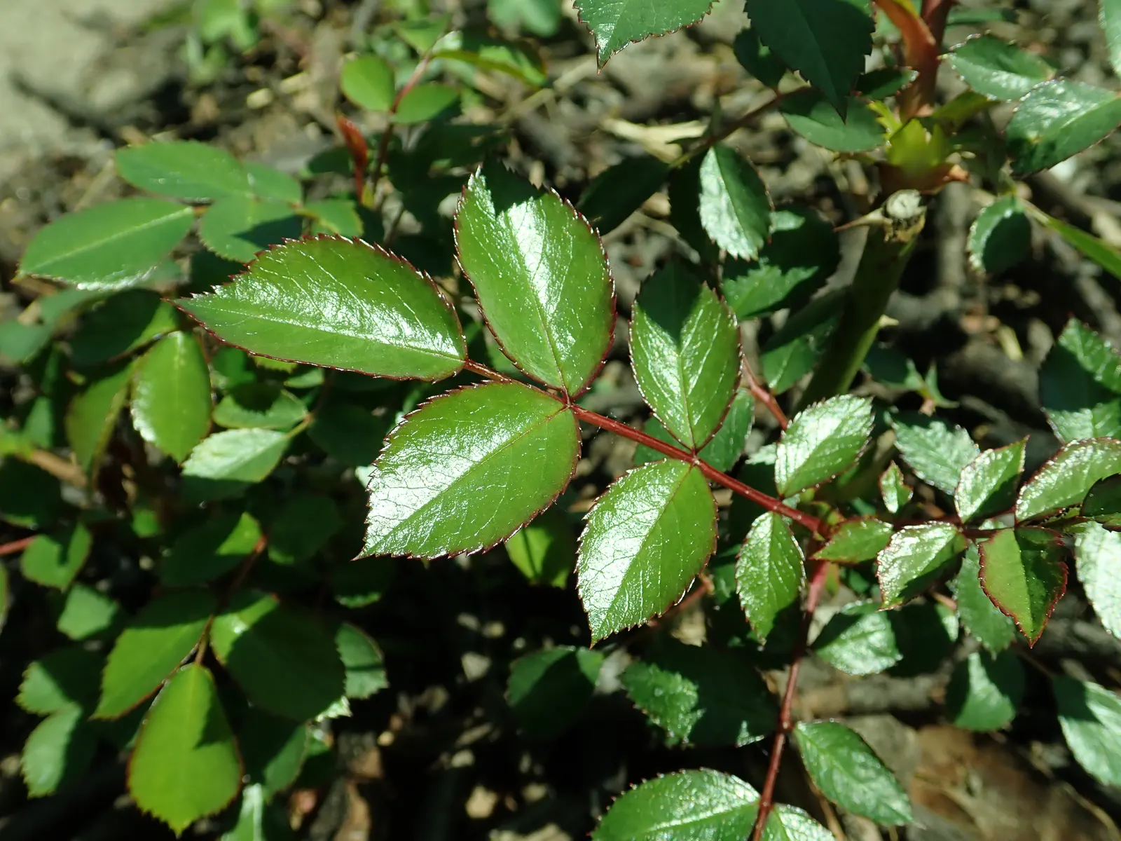 Rose Bonica (Rosa Bonica 'Meidomonac') — each measuring about 2 to 3 inches in diameter, image 56