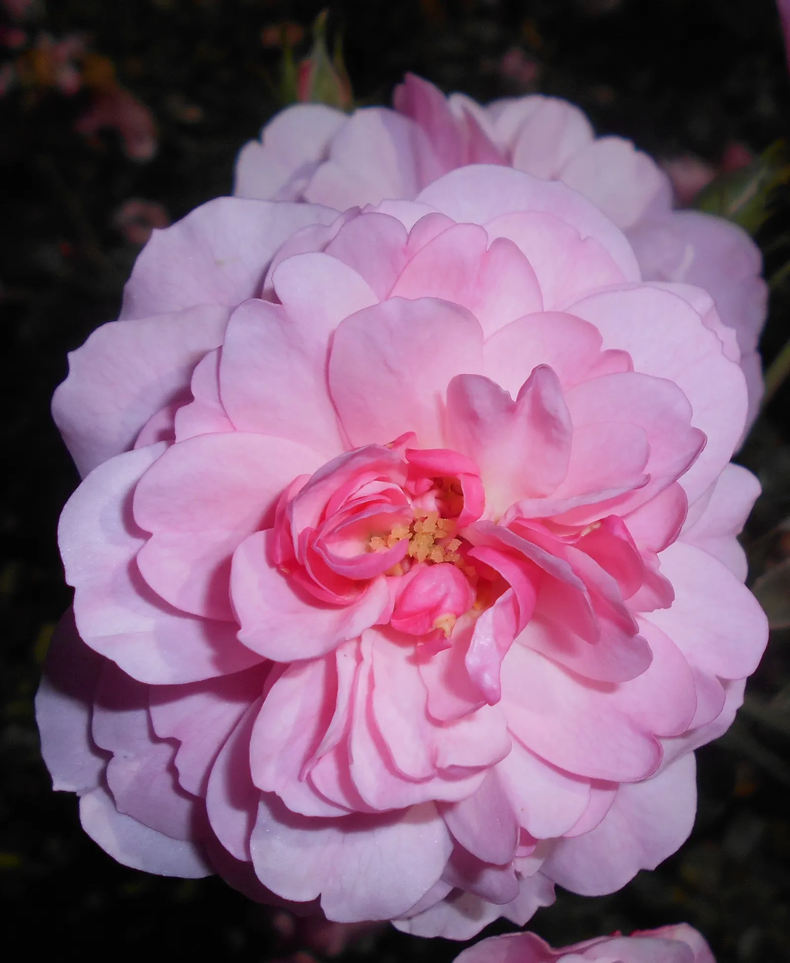 Rose Bonica (Rosa Bonica 'Meidomonac') — recognized for their environmental friendliness and minimal need for fertilizer or irrigation once established