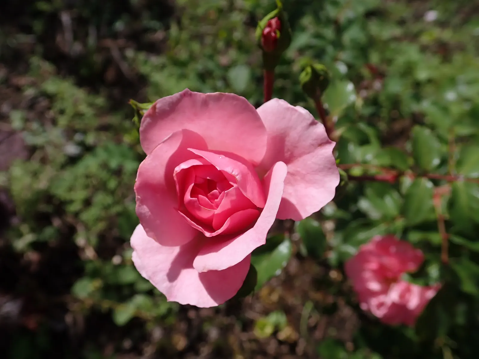 Rose Bonica (Rosa Bonica 'Meidomonac') — shrub with pink blooms; this low-maintenance characteristic