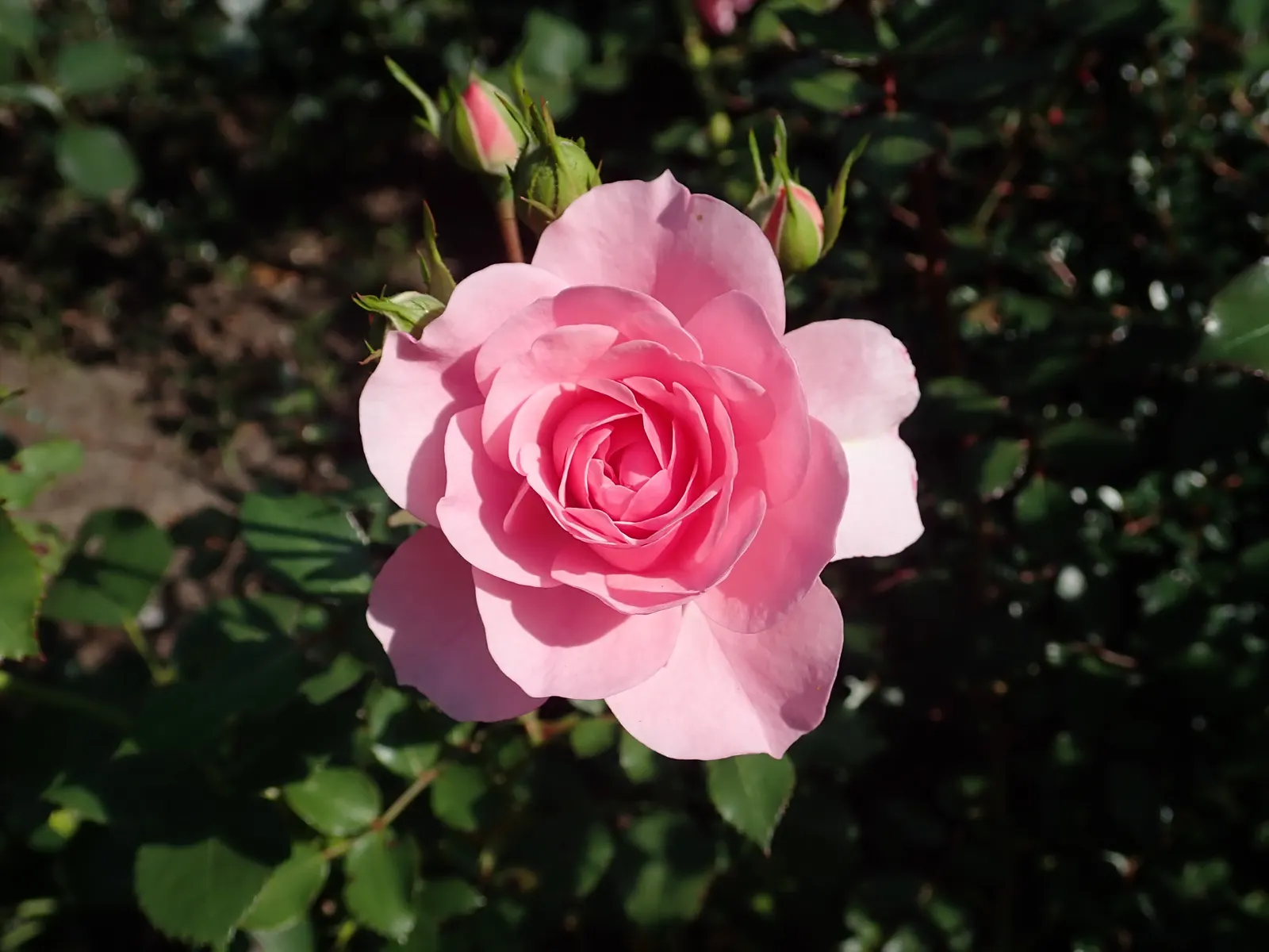 Rose Bonica (Rosa Bonica 'Meidomonac') — coupled with its continuous flowering ability; this floribunda class rose cultivar has garnered widespread acclaim