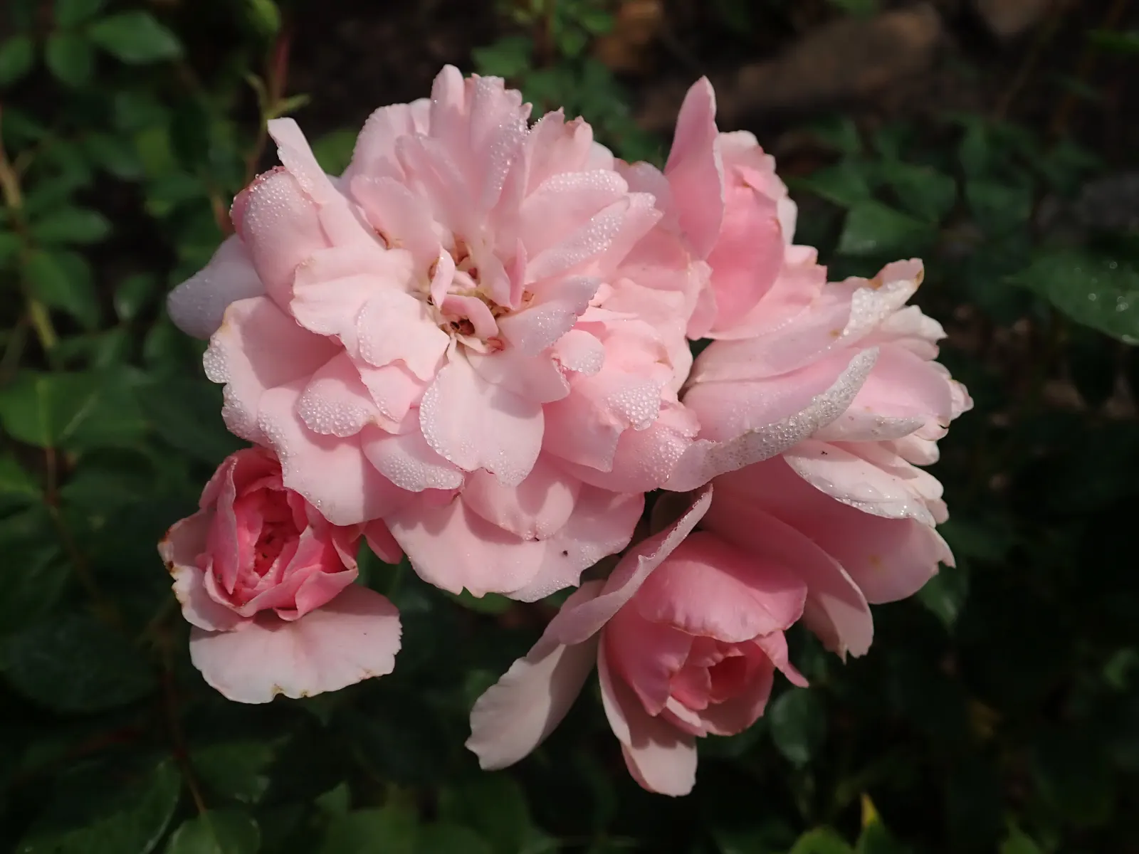 Rose Bonica (Rosa Bonica 'Meidomonac') — creating a softly ruffled effect that enhances any garden design